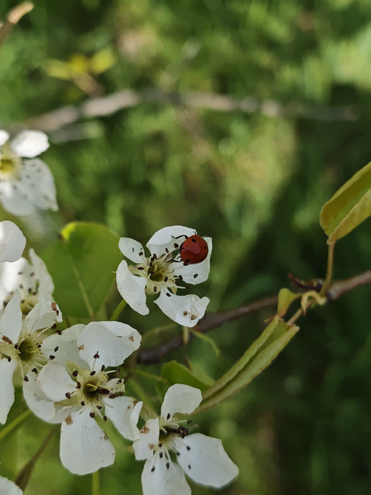 A close-up shot shows a small, red ladybug perched on a white flower. The flower is part of a cluster of similar blossoms, which are surrounded by green leaves and branches. The background is a blur of green vegetation, suggesting a natural setting. The location is Parkhomivka, Ukraine.