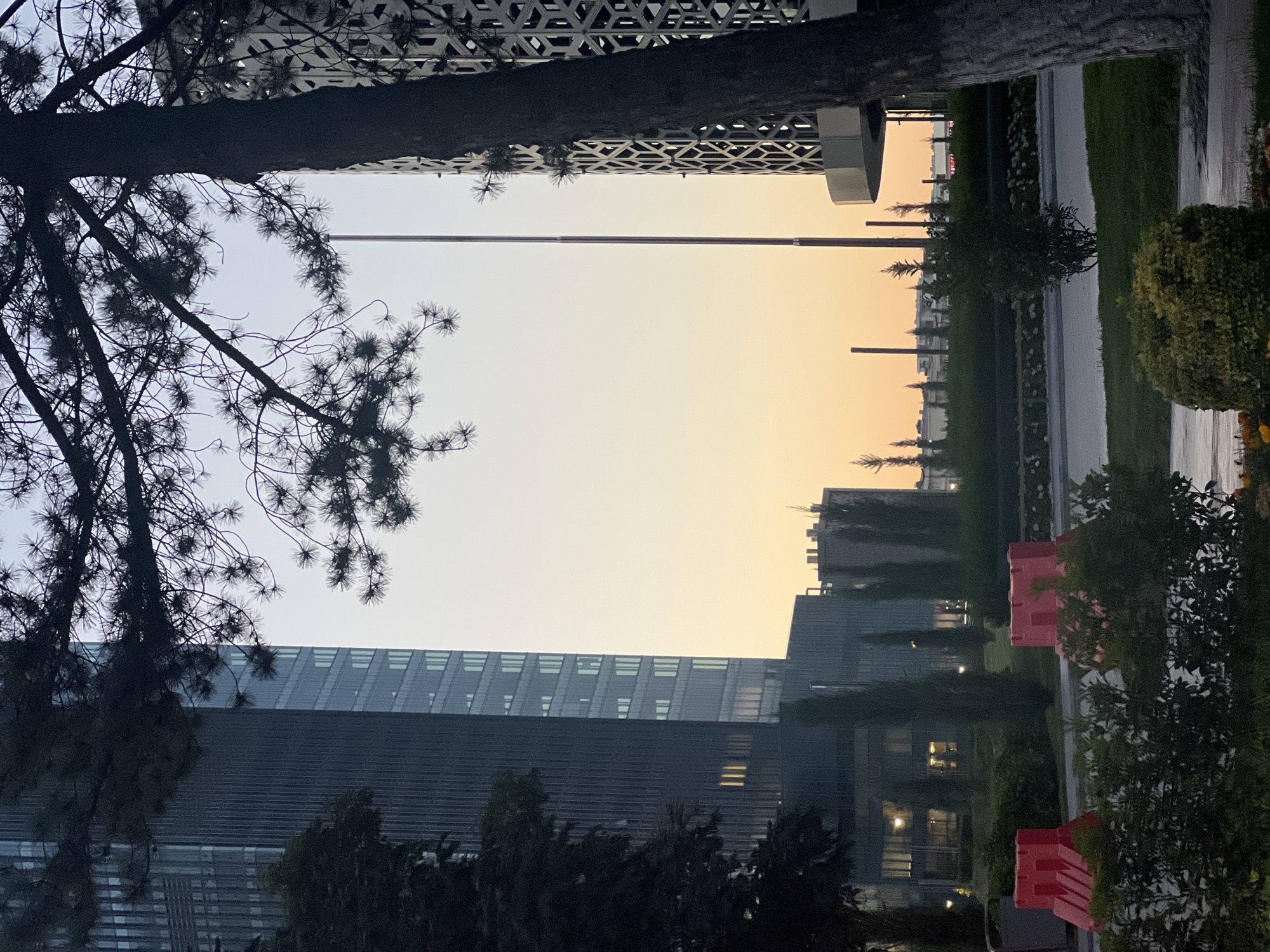 The image captures a view of a modern city district in Tashkent, Uzbekistan, likely during twilight as indicated by the warm, diffused light of the sky. In the foreground, a large tree with dark bark and sparse, needle-like leaves partially obscures the view. The tree is positioned on the right side of the frame.
To the left of the tree, a tall, modern skyscraper dominates the scene. Its facade is primarily glass, reflecting the sky and appearing dark due to the lighting conditions. Several floors of this building display illuminated windows. In front of the skyscraper, there are dark green trees and manicured bushes.
Further back, several red, plastic traffic barriers are visible on a paved surface, suggesting a road or pedestrian area. Beyond these barriers, a line of tall, slender trees, possibly cypress or similar species, stands out against the backdrop of buildings and the sky.
The background features more buildings of varying heights and architectural styles, some with visible lights. A prominent structure on the right side of the frame, behind the large tree, has a decorative, lattice-like facade. Two tall, slender poles, possibly flagpoles or lighting fixtures, are positioned in the middle ground. The horizon shows a collection of smaller buildings and distant structures, silhouetted against the pale, gradient sky that transitions from a light blue at the top to a soft orange and yellow near the horizon. The ground in the foreground and middle ground appears to be a mix of grass and paved surfaces, with some patches looking wet. There are no people visible in the image.