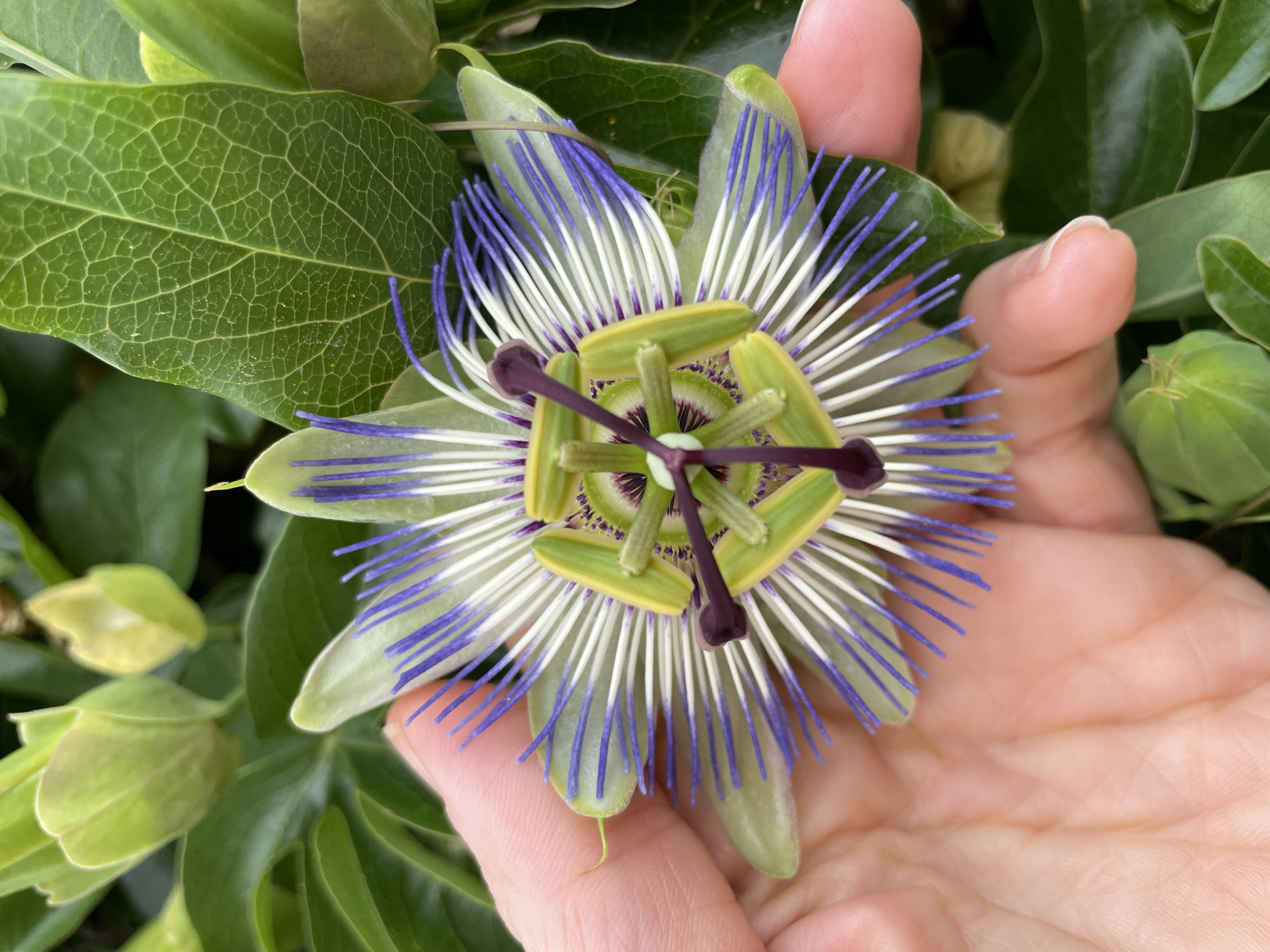 A hand, with fair skin and visible fingerprints, gently holds a blooming passionflower. The flower exhibits intricate details with pale green sepals, white filaments tipped with purple, and a central corona of green and purple structures. The background is filled with lush green foliage, including large, veined leaves and unopened flower buds. The setting appears to be outdoors, possibly a garden, within the city of Sochi, Russia. The image is captured from a close-up perspective, emphasizing the delicate beauty of the flower and the texture of the hand.
