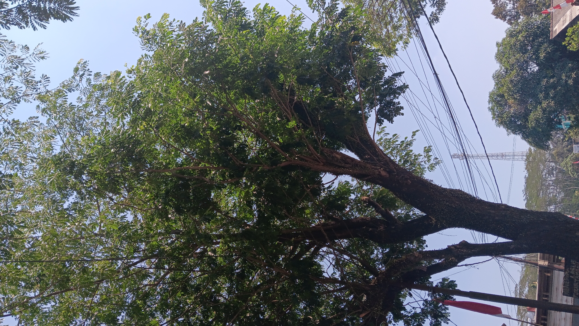 The image depicts a large, mature tree with a thick, textured trunk and sprawling branches heavily laden with lush green foliage. The tree dominates the foreground and midground of the shot, with its canopy reaching towards a clear, pale blue sky. Several electrical wires are visible crisscrossing the sky behind the tree. In the background, a slender lattice tower, likely a telecommunications tower, stands prominently. To the left of the tree, a portion of a red and white flag, possibly the Indonesian flag, is visible, mounted on a pole. Below the tree, glimpses of buildings and other trees can be seen, suggesting an urban or semi-urban environment. The scene appears to be captured during daylight hours under a bright sky. The location is identified as Jonggol, Indonesia, an area known for its natural beauty and agricultural significance.