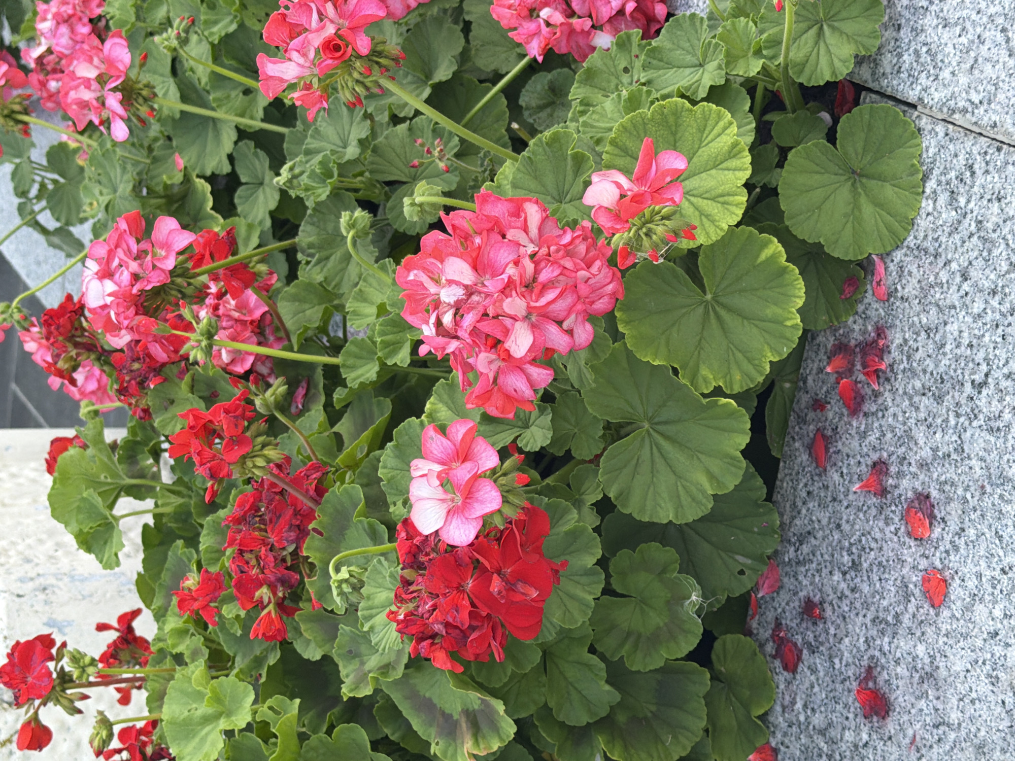 The image shows a dense cluster of red and pink geraniums with lush green leaves. The flowers are in various stages of bloom, with some fully open and others as buds. A grey speckled stone surface, possibly a sidewalk or planter edge, is visible in the foreground, with scattered red petals from the flowers. The background is blurred, with hints of a light-colored wall or structure on the left and darker foliage on the right. There are no people or animals present in the image. The scene is likely an outdoor garden or public space, possibly in Chaikovsky, Russia, given the provided context, though this cannot be definitively confirmed from the image alone. The lighting suggests it is daytime.