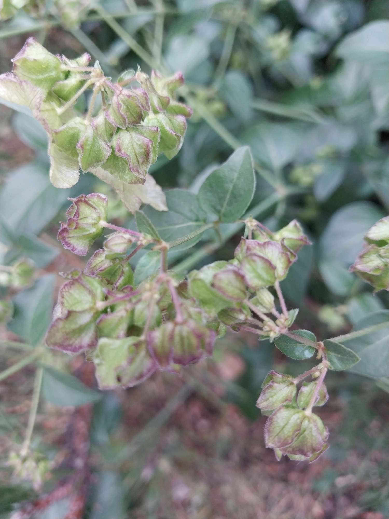 A close-up, shallow depth of field photograph captures a cluster of green seed pods on a plant. The seed pods are small, bell-shaped, and have a fuzzy texture. Their edges are tinged with a dark reddish-purple hue. The background is blurred, showing green leaves and a hint of brown earth. The lighting is soft and diffused, suggesting an overcast day or shaded area. The scene appears to be outdoors, likely in a garden or natural setting within Dnipro, Ukraine, given the provided context. No people or specific actions are visible; the focus is solely on the plant's reproductive structures.