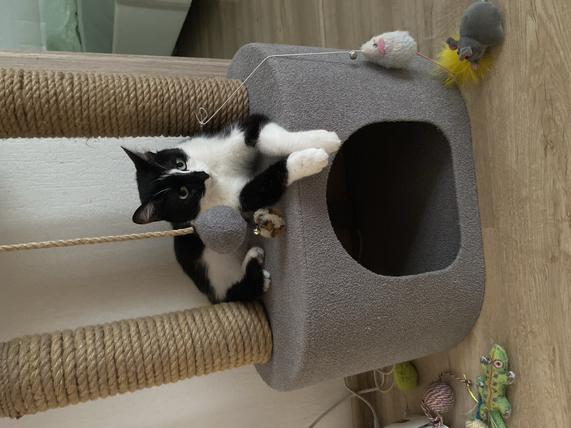A black and white cat lies on a gray cat tree. The cat tree has a rope-covered scratching post and a hole in the side. Two toy mice are on top of the cat tree, and a toy lizard sits on the floor next to it. The floor is light brown and appears to be wood. The location is not identifiable from the image.
