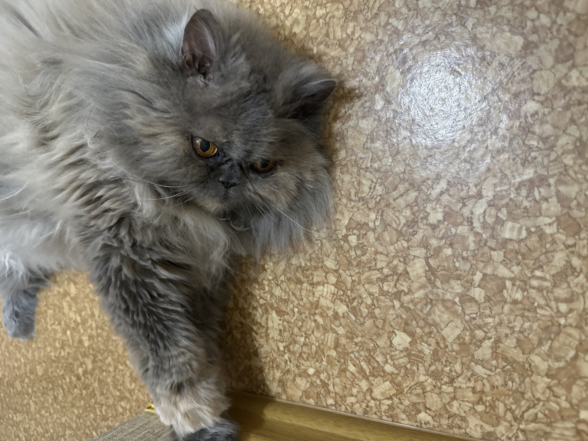 A gray Persian cat is lying on a cork-patterned surface, likely flooring or a countertop. The cat is positioned in the upper left quadrant of the frame, with its head near the top and its front paw extending diagonally towards the bottom. The cat has golden eyes and a somewhat flattened face, typical of Persian breeds. The cork surface is light brown with darker brown and tan variations in the pattern. There are no other subjects or objects immediately visible beyond the cat and the surface. The location in Chaikovsky, Russia is not discernible from the image.