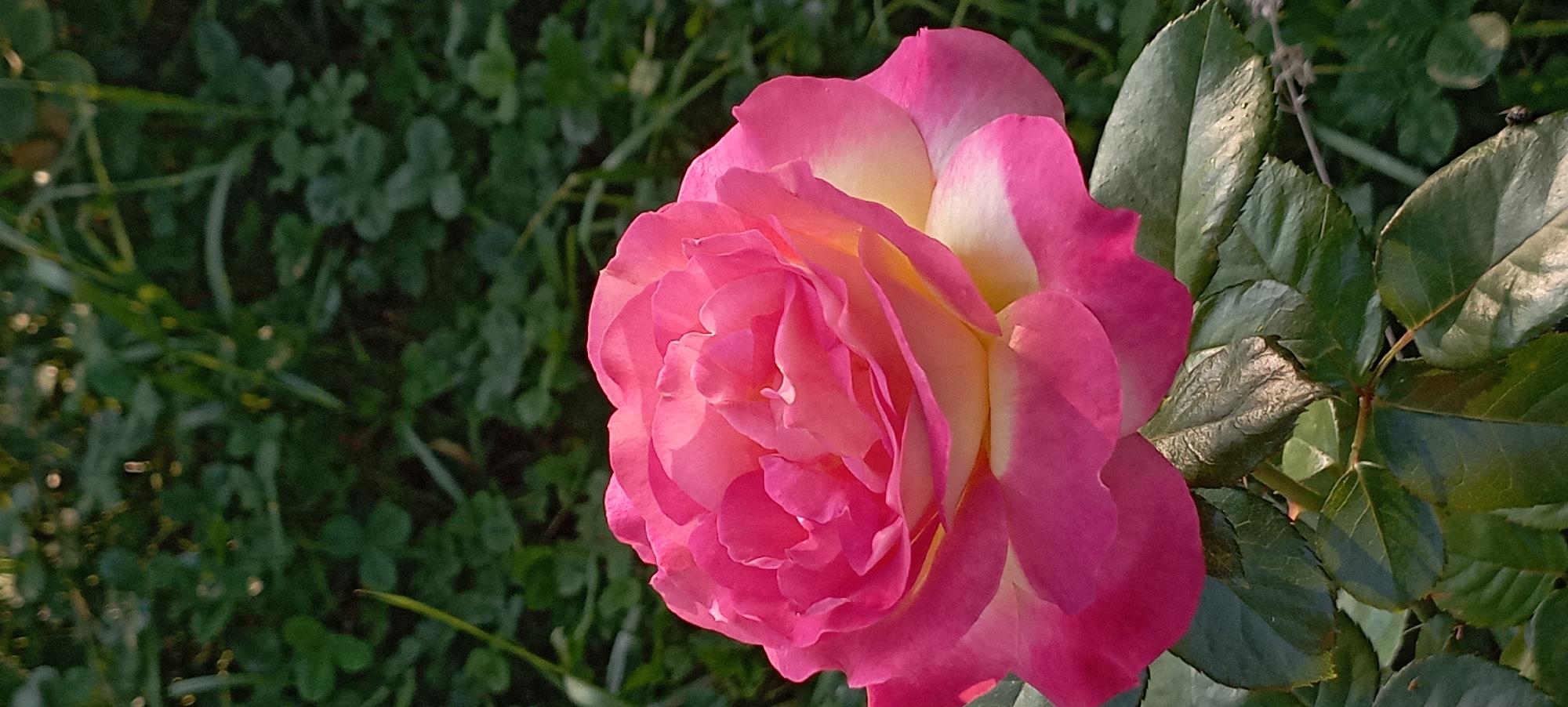 A close-up, vertical shot captures a vibrant pink and yellow rose in full bloom, set against a blurred background of lush green foliage. The rose dominates the foreground, its delicate petals unfurling in layers, showcasing a gradient of color from deep pink at the edges to a softer yellow closer to the center. Sunlight illuminates the flower, highlighting its texture and subtle variations in hue. Below the bloom, several deep green rose leaves are visible, some catching the light and displaying a slightly metallic sheen. The background is a soft wash of greens, suggesting a garden or natural outdoor setting. The scene is devoid of any human presence or discernible urban elements. The image appears to be a high-quality, well-composed photograph of a single rose.