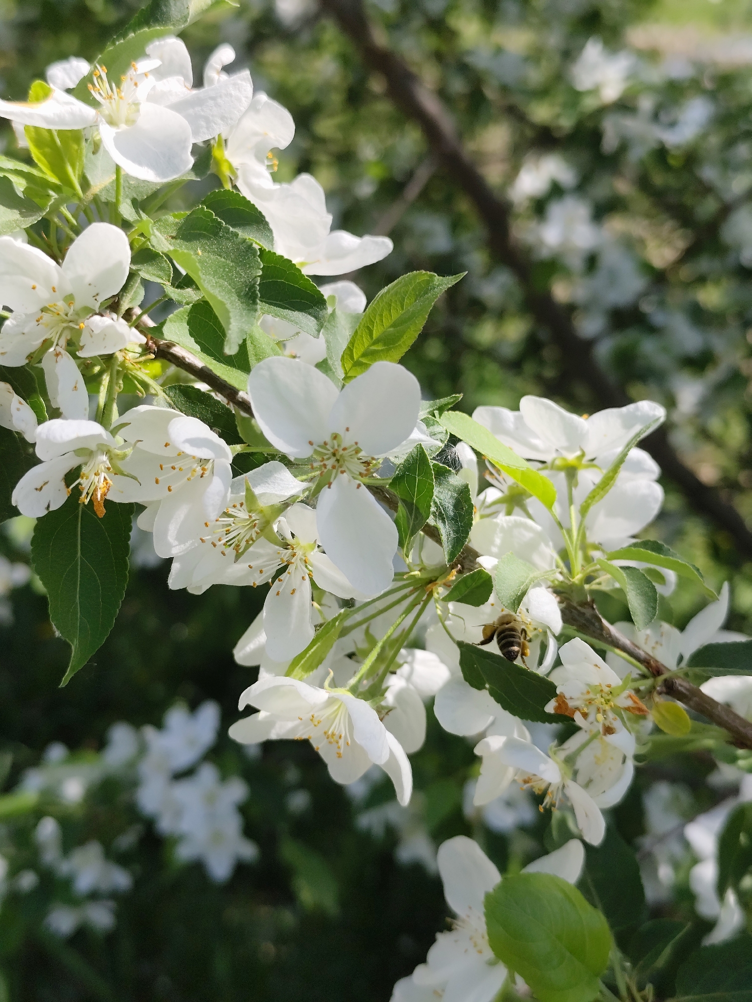 A close-up shot shows a branch of a tree laden with white blossoms and green leaves. A bee is foraging among the flowers. The background is blurred, suggesting other flowering trees. The location is Фоки, Russia, implied from the prompt.