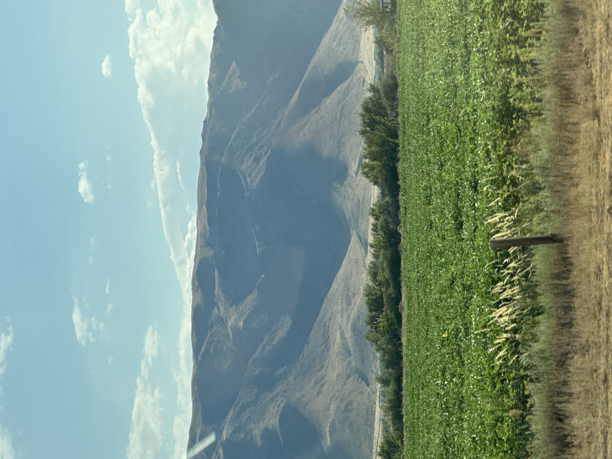 The image depicts a vast, cultivated field of green crops stretching across the foreground. In the middle ground, a line of trees separates the cultivated field from a dusty, barren expanse. Beyond the trees, imposing, arid mountains rise sharply, their slopes etched with shadows and variations in light. The sky above is a pale blue, dotted with scattered white clouds. A single wooden fence post is visible in the lower right corner of the frame, partially obscured by dry grass. The scene suggests a rural landscape in Üşaral, Kazakhstan, characterized by agricultural land adjacent to rugged, mountainous terrain.
