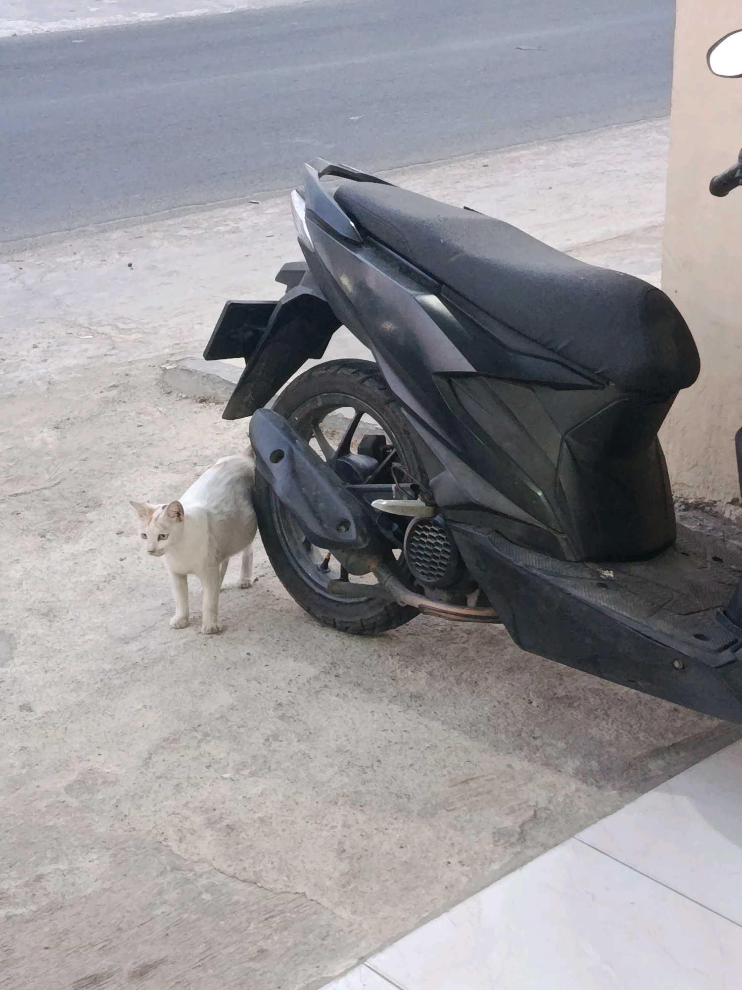 In Bunibakti, Indonesia, a white cat with light brown markings stands on a concrete surface next to the rear tire and exhaust of a black motorcycle. The motorcycle is parked on a paved area, possibly a sidewalk or roadside, with a gray asphalt road visible in the background. The scene appears to be outdoors, with natural lighting. The cat is facing left, with its body angled towards the motorcycle.