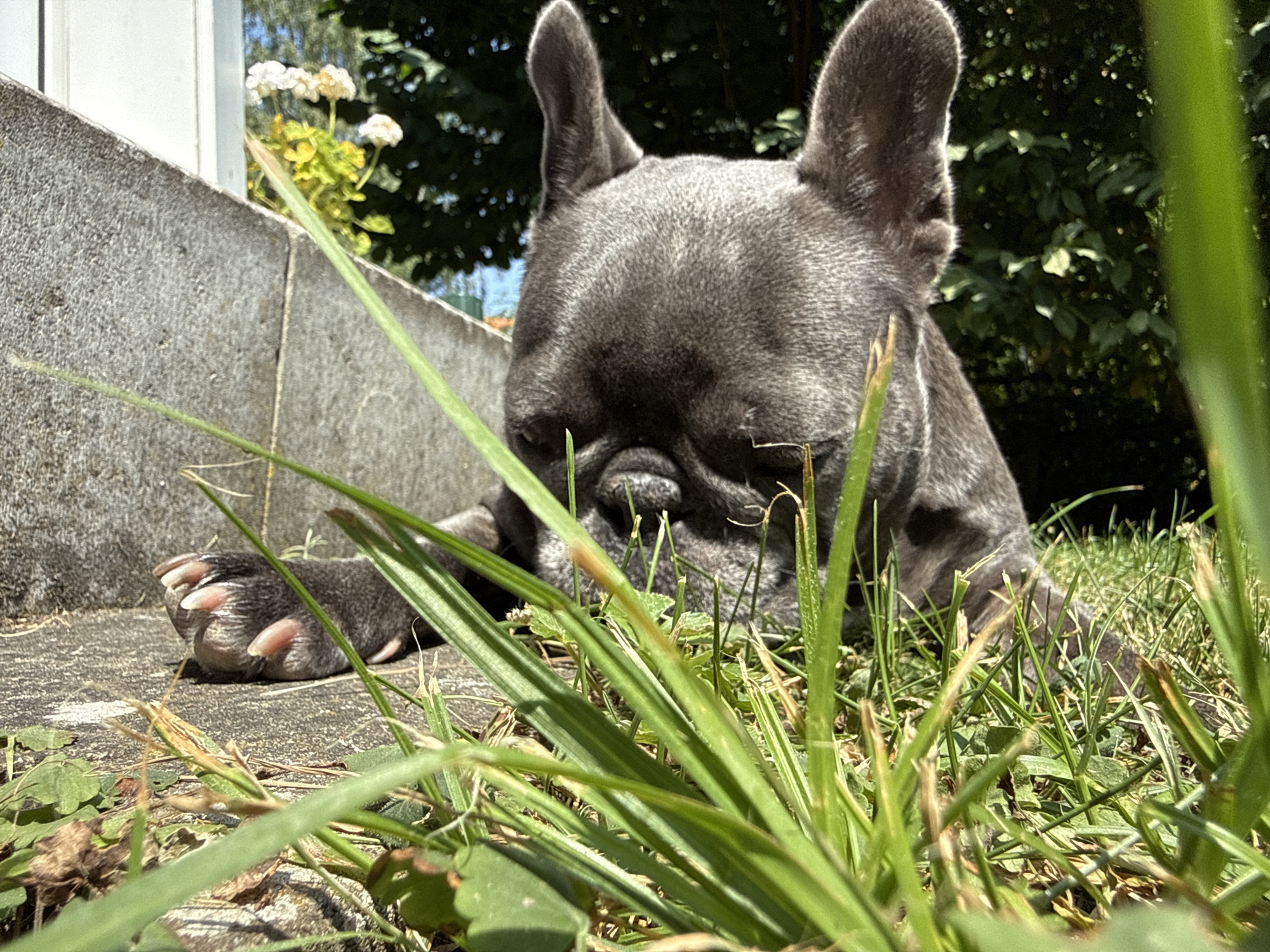 A gray French Bulldog lies on concrete next to a wall, with its head resting among blades of green grass. The dog's paws are visible in the foreground, with its nails showing. In the background, lush green trees and foliage create a natural backdrop, with a glimpse of white flowers on a plant near the wall. The scene appears to be in a garden or outdoor area, possibly in Bad Sachsa, Germany, given the context. The sunlight casts shadows, suggesting it is daytime.