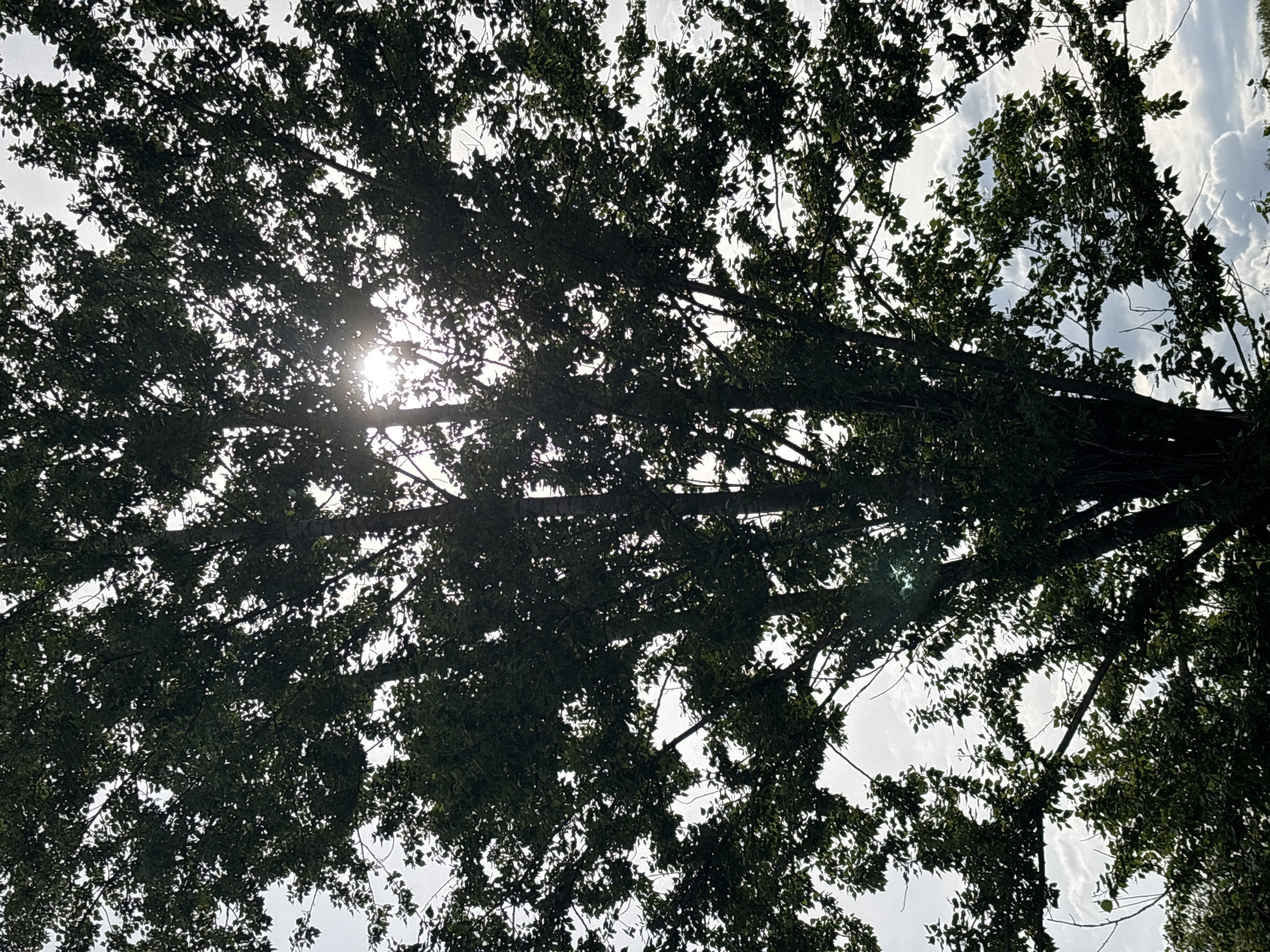 The image is an upward view through the branches and leaves of a tree. Sunlight filters through the foliage, creating a bright glare in the center-left of the frame. The branches are silhouetted against the sky, which appears pale with hints of clouds visible in some areas. There are no people visible. The image was taken in the city of Rusanovo, Russia. The location of the city is the only information that confirms the location of the image.