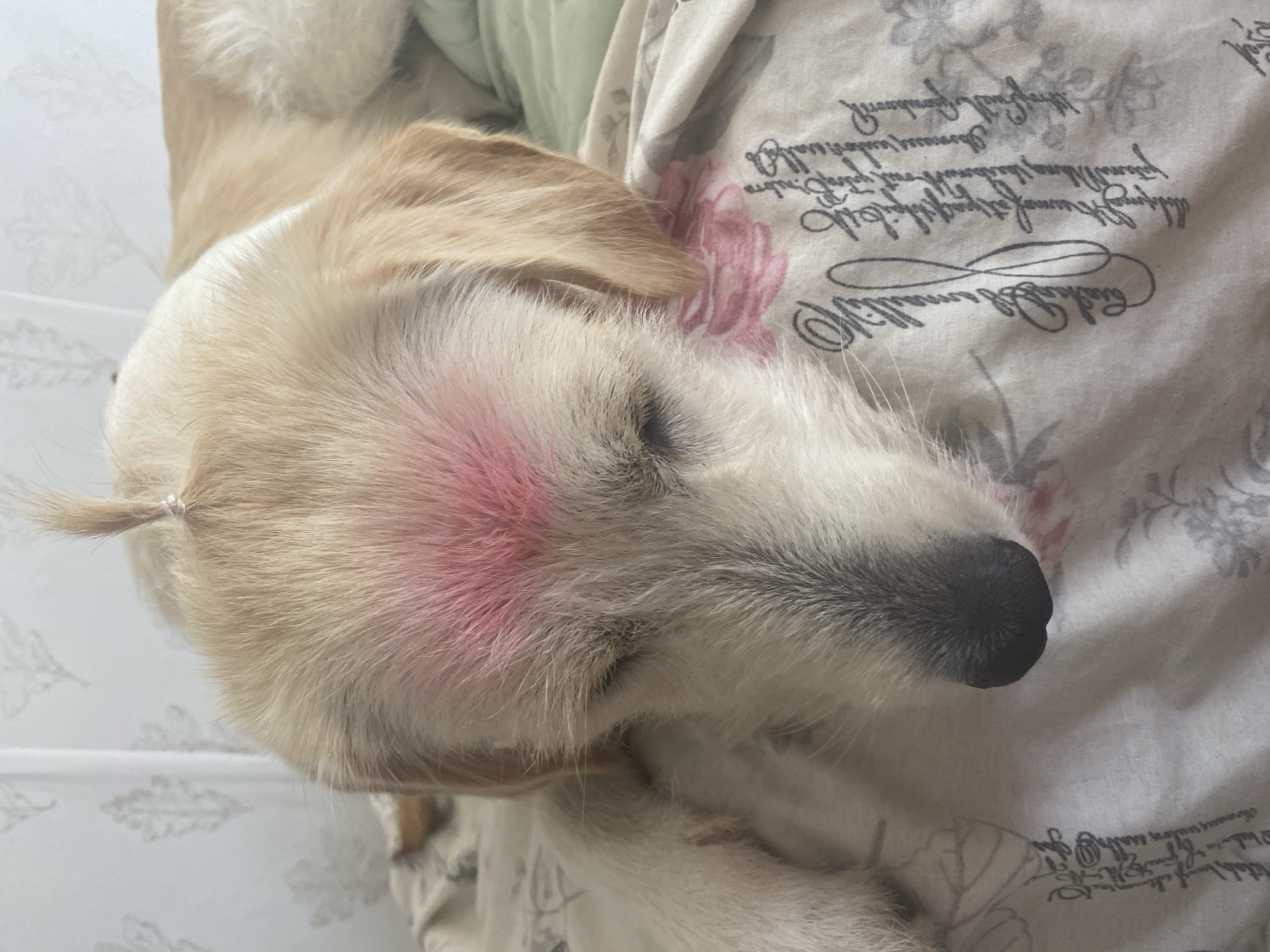 A young, light-colored dog with pink markings on its forehead and a small ponytail is lying down on a floral-patterned fabric. The dog's eyes are closed, and its head is resting on the fabric, which appears to be part of a bed or couch. The background is out of focus and shows a light-colored wall with a subtle leaf pattern. The image captures a moment of rest for the animal. There is no discernible connection to the city of Blagoevgrad, Bulgaria.