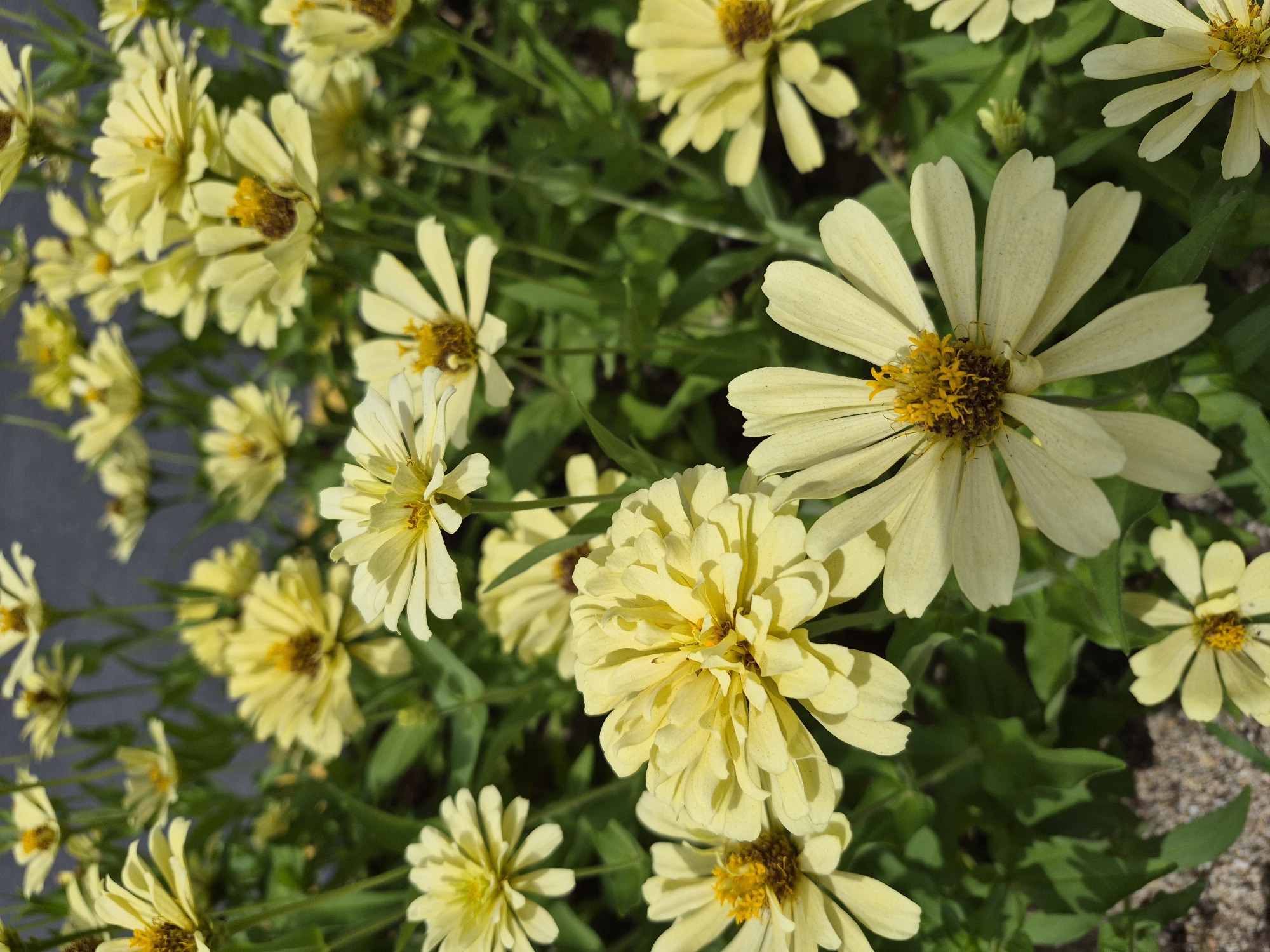 The image displays a close-up, eye-level view of a cluster of pale yellow zinnia flowers in bloom, with their centers a darker yellow to brown. The flowers are the primary subjects, filling the frame with their delicate petals, some of which appear slightly curled or frayed. The background consists of dark green foliage and a hint of sandy ground at the bottom. The lighting suggests a bright, sunny day, casting subtle shadows that highlight the textures of the petals. There are no people, animals, or man-made structures visible in the image. The image was captured in Ansan, South Korea.
