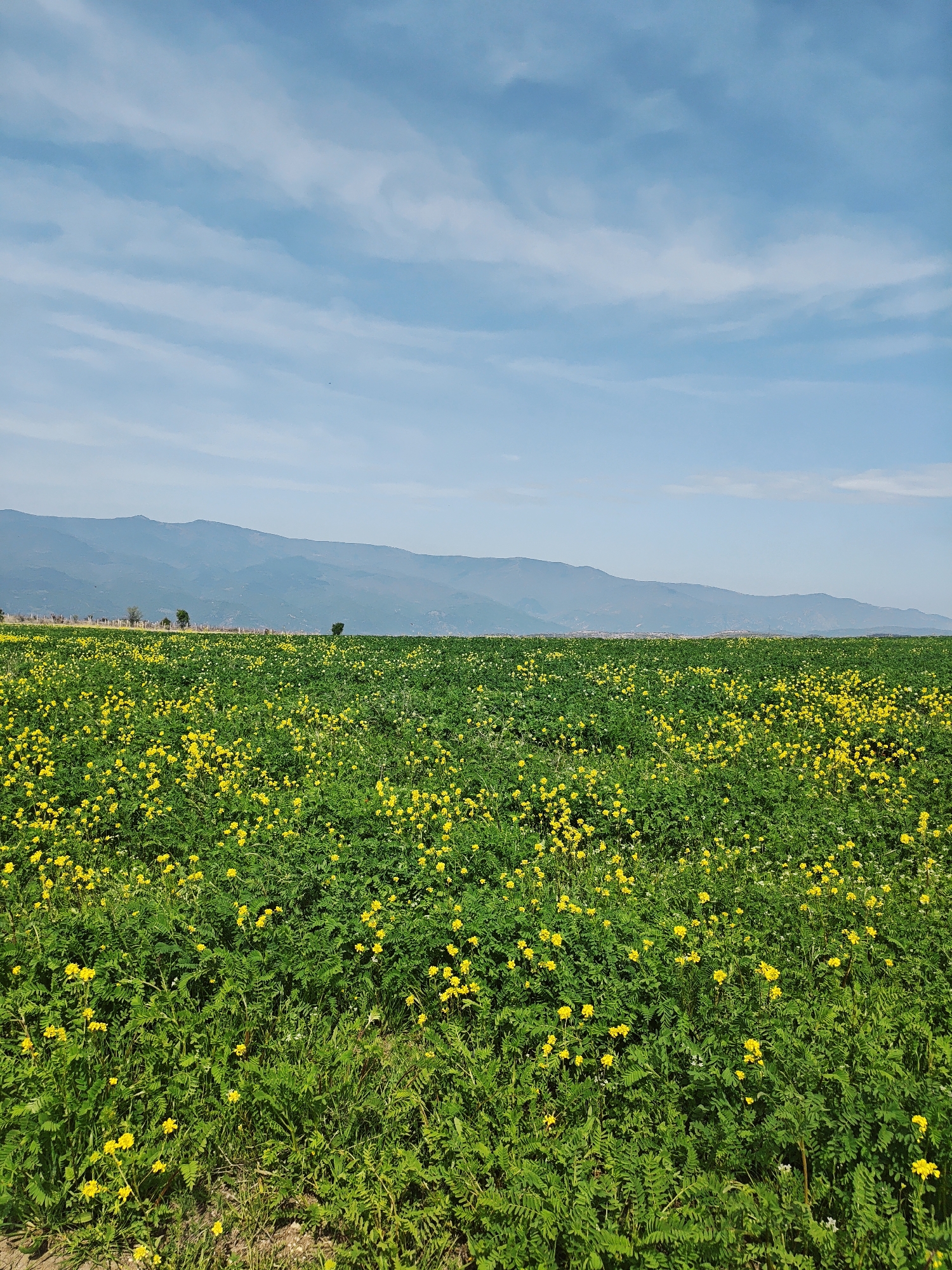 The image displays a wide landscape featuring a vibrant field, distant mountains, and a clear sky. In the foreground and midground, a vast expanse of lush green plants is visible, densely covered with numerous small, bright yellow flowers. These flowers are scattered throughout the foliage, creating a rich, textured carpet of green and yellow.
In the mid-distance, a few scattered trees stand along what appears to be a natural boundary or a slight rise in the terrain. Beyond this, a long, undulating mountain range stretches across the horizon, appearing hazy and bluish due to atmospheric perspective.
The sky occupies the upper portion of the frame, showcasing a light, clear blue with several thin, wispy white clouds extending horizontally. The bright illumination suggests it is daytime, likely late morning or early afternoon, under sunny weather conditions. The scene evokes a sense of natural beauty and tranquility, indicative of a rural or open countryside environment. There are no people, discernible activities, or visible text in the image.