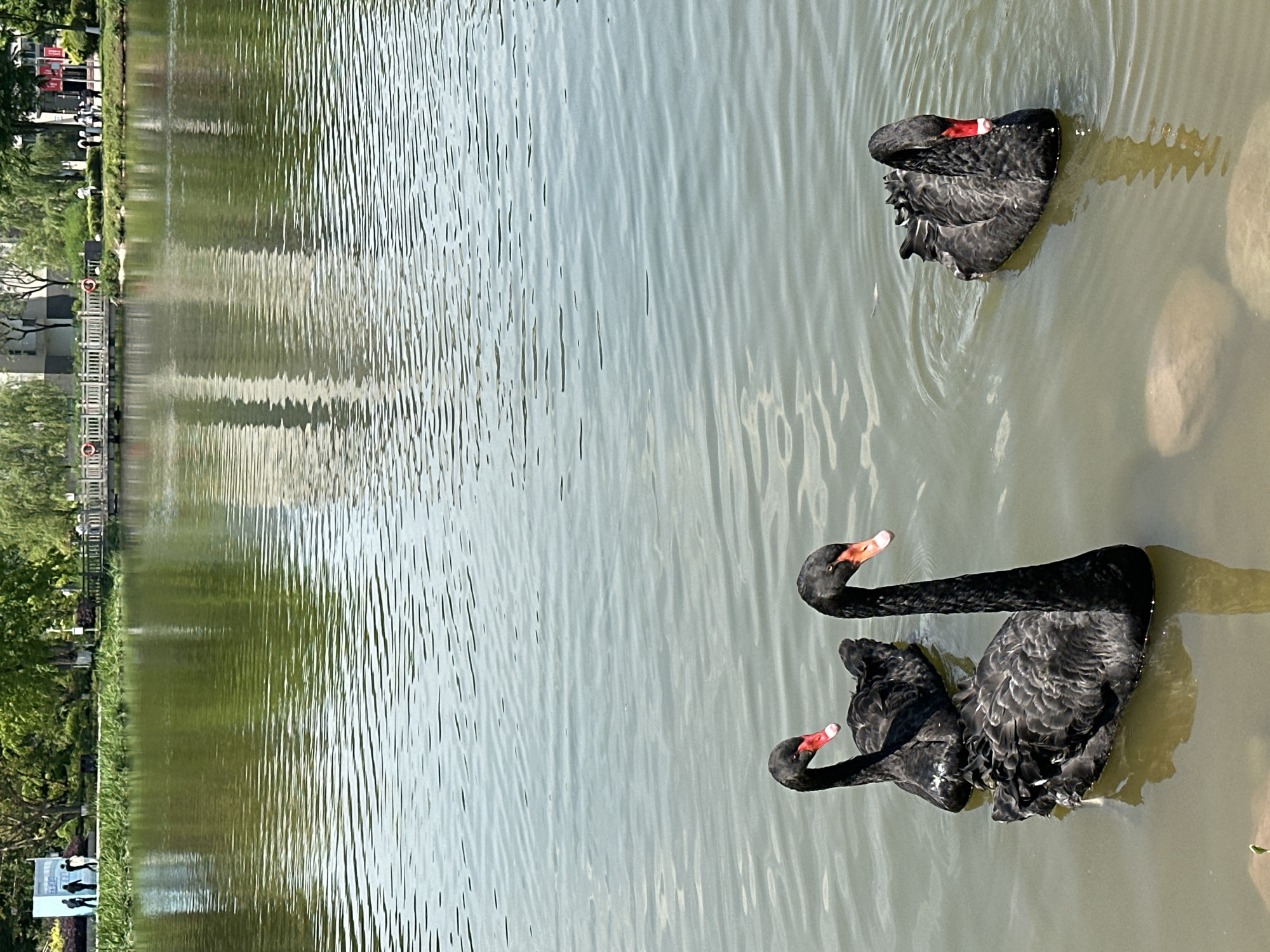 The image depicts a body of water, likely a pond or small lake, in Jiangjin, China. Three black swans are visible in the water. Two swans are grouped together, necks extended, while the third swan is situated further away and appears to be preening or resting with its head tucked into its back. The water surface is reflective, showing a partial reflection of trees and buildings along the shoreline. The shoreline consists of greenery, trees, and a walkway with a railing. A sign stands near the left edge of the photo.