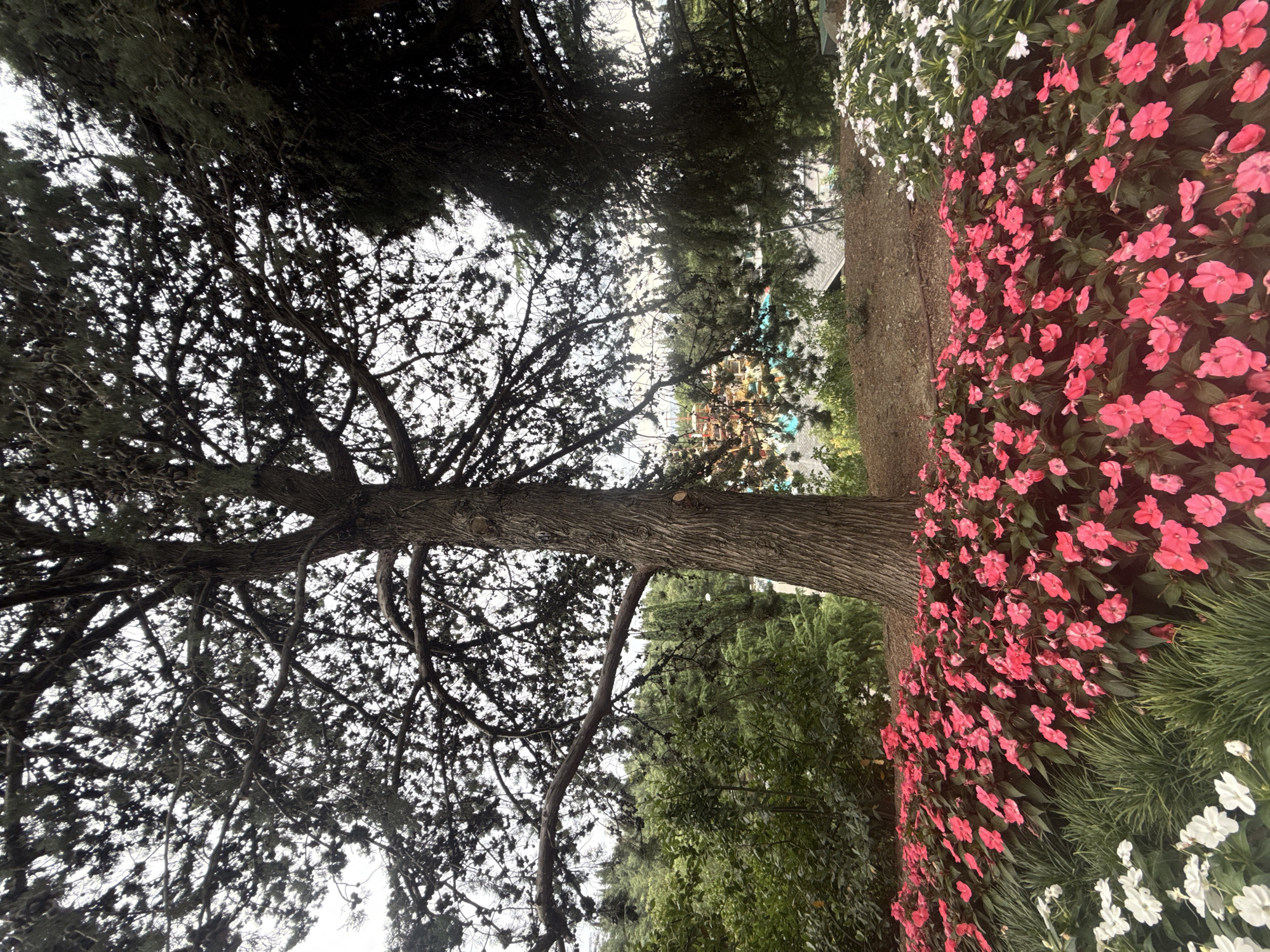 In the city of Yalta, Ukraine, a large, mature tree dominates the foreground of the image, its thick trunk and gnarled branches creating a canopy overhead. Beneath the tree, a vibrant flower bed bursts with a profusion of bright pink impatiens, interspersed with clusters of white flowers and lush green foliage. In the mid-ground, a gentle slope leads to a distant view of colorful buildings and structures, possibly part of an amusement park or resort, nestled amongst dense greenery and coniferous trees. The sky above is overcast, casting a soft, diffused light over the scene. The overall impression is one of a well-maintained garden or park area, offering a picturesque contrast between the natural elements and man-made attractions.