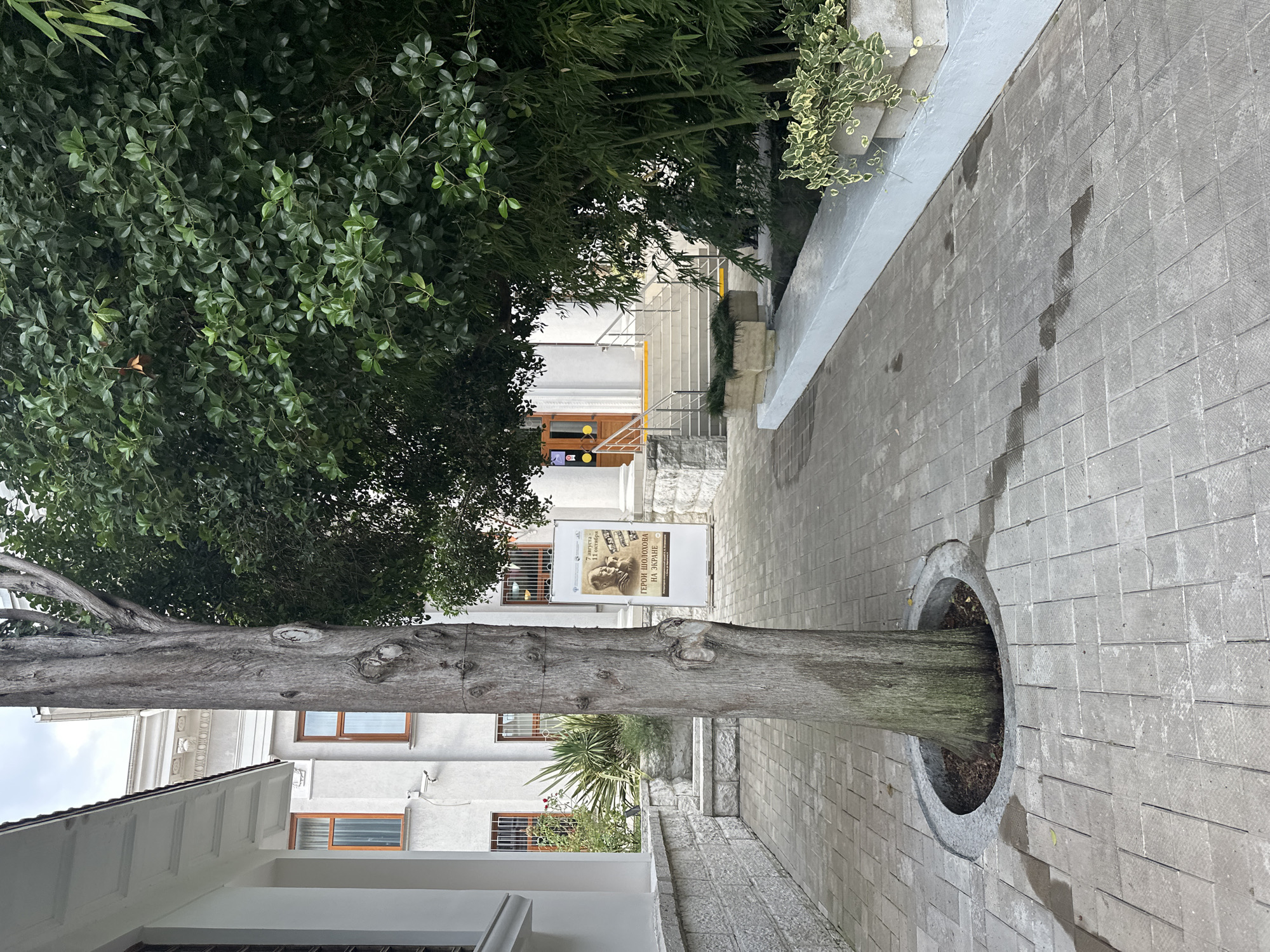 The image depicts an outdoor pathway in Sochi, Russia, leading towards the entrance of a building. A mature tree with a weathered trunk stands prominently in the foreground, situated within a circular cutout in the paved walkway. The walkway itself is constructed of grey square pavers. To the left of the tree, a white building with classical architectural elements, including columns and decorative cornices, is visible. Several windows with wooden frames and security grates are present on this building. A large poster featuring a portrait and text in Russian is displayed on a stand near the tree. To the right, dense green foliage, including what appears to be bamboo, creates a natural barrier. Beyond the foliage, a set of stairs with railings leads up to the entrance of another building, which has a wooden door and is flanked by white columns. The overall environment suggests a public space, possibly near a cultural institution or museum, given the presence of the exhibit poster and the formal architecture.