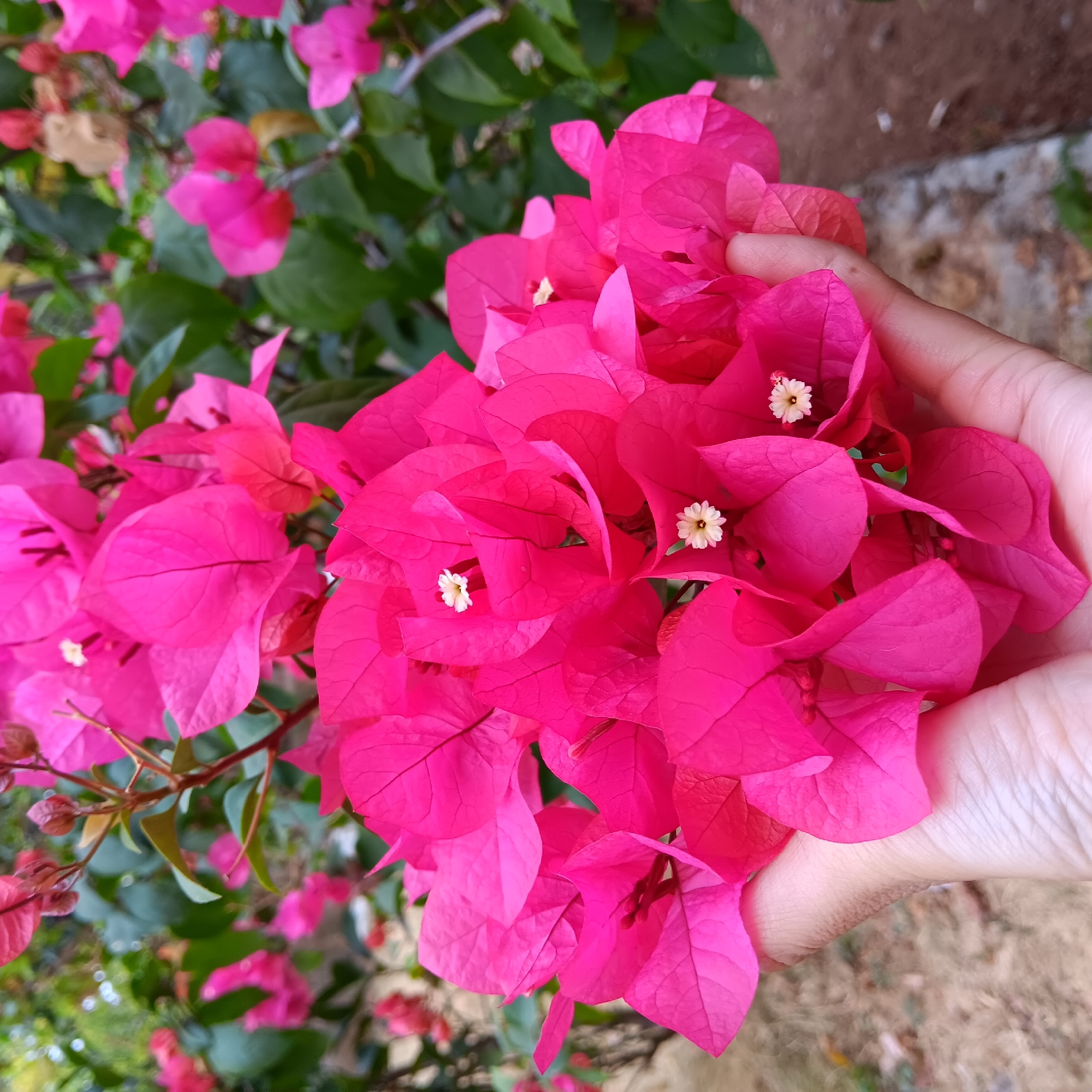 In Pamulihan, Indonesia, a person's hand cradles a cluster of vibrant pink bougainvillea flowers. The bougainvillea, known for its colorful bracts, displays a rich magenta hue, with some petals exhibiting subtle variations in shade. Small, delicate white flowers are visible nestled within the larger bracts. The background is a blur of lush green foliage and earthy-toned ground, suggesting an outdoor garden setting. The hand, with its visible creases and textured skin, gently supports the weight of the flowers, creating a sense of tenderness and appreciation for nature's beauty. The overall composition is a close-up shot, emphasizing the intricate details of the flowers and the interaction between the human touch and the natural world.