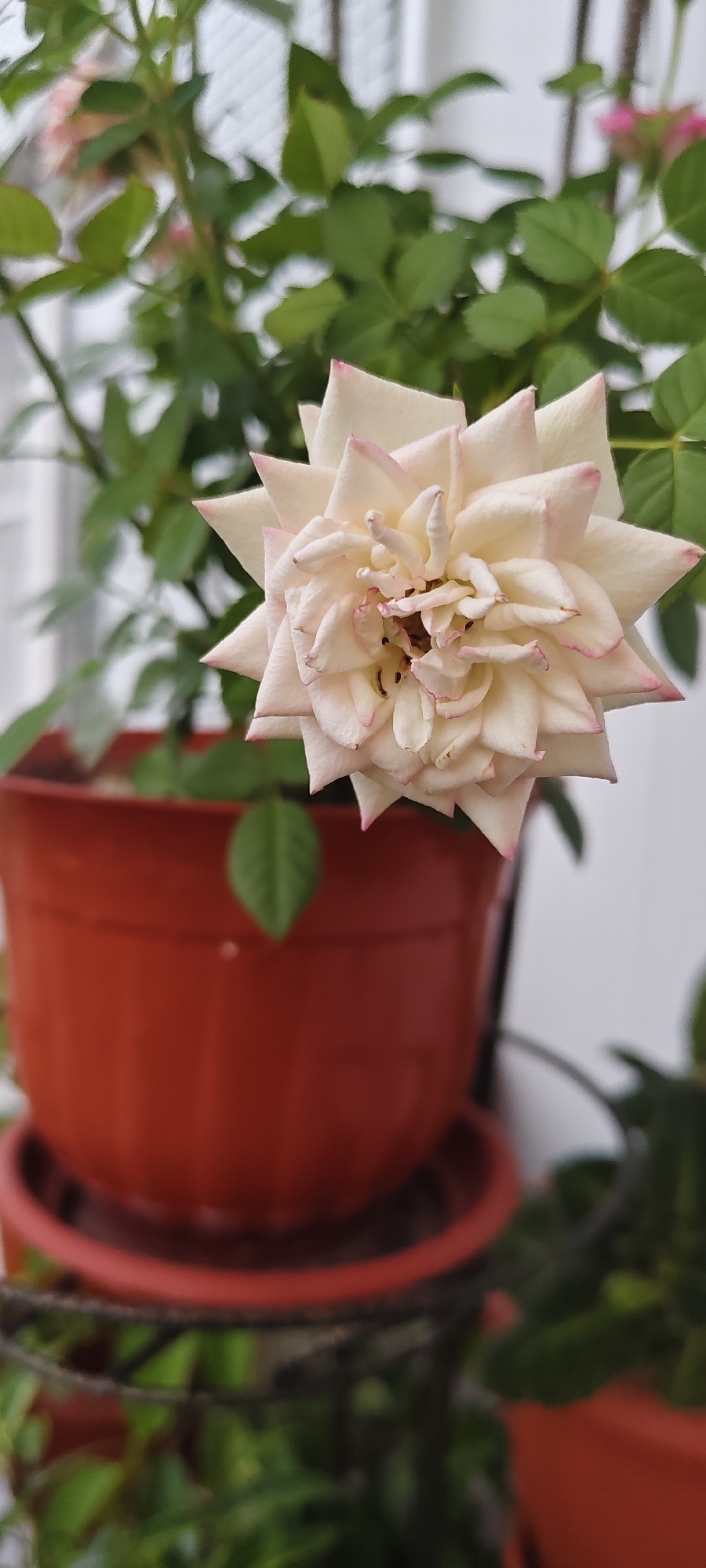A close-up shot focuses on a single, pale pink and white rose in bloom, its petals tinged with a delicate rosy hue along the edges. The rose is positioned in the foreground, slightly off-center to the right, with its intricate layers of petals visible. Behind the rose, a vibrant green foliage creates a soft, blurred background, punctuated by hints of other pink blossoms. The rose is planted in a reddish-orange terracotta pot, which occupies the lower left portion of the image. The pot is sitting on a tiered plant stand, a dark metal structure that adds a touch of industrial detail to the scene. The background is further blurred, with glimpses of a white, patterned surface, possibly a fence or wall, and more greenery. The overall impression is one of a calm, natural setting, likely a garden or balcony, with the rose as the star subject.