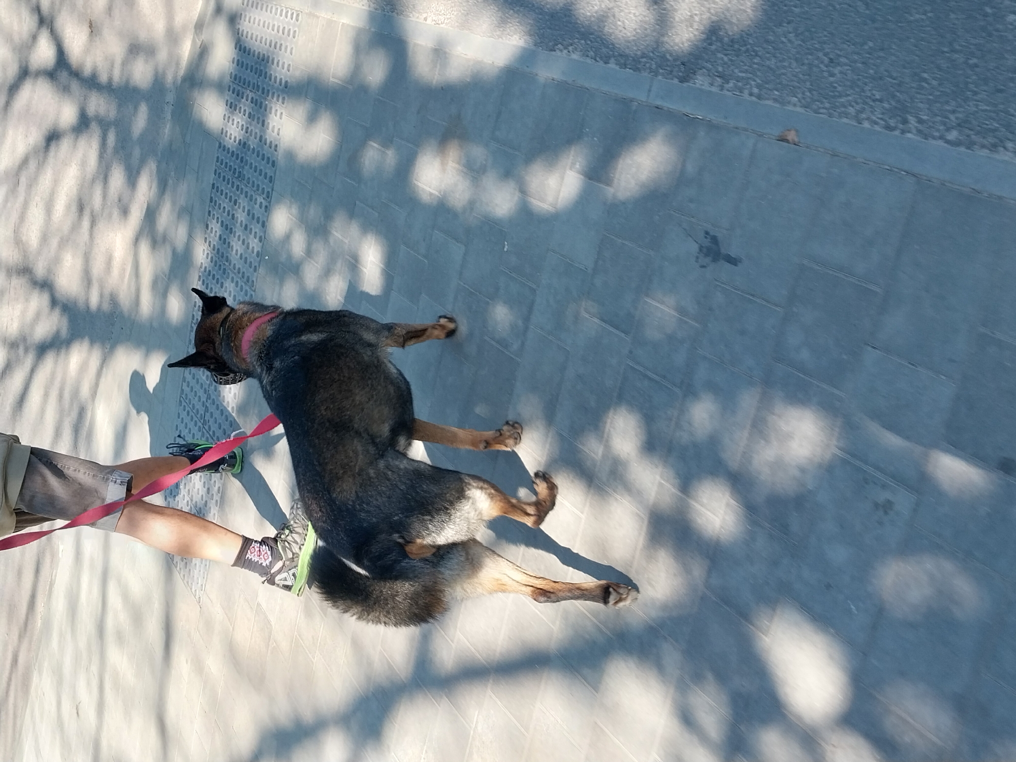 The image shows a dog on a leash being walked by a person on a paved sidewalk. The dog is a medium-sized breed with dark fur and pointed ears, wearing a pink collar. The person is wearing shorts, socks, and sneakers. The ground is paved with square tiles, and there are shadows of trees on the ground, indicating it is daytime. The scene appears to be an outdoor public space, possibly a park or a street in Dnipro, Ukraine.