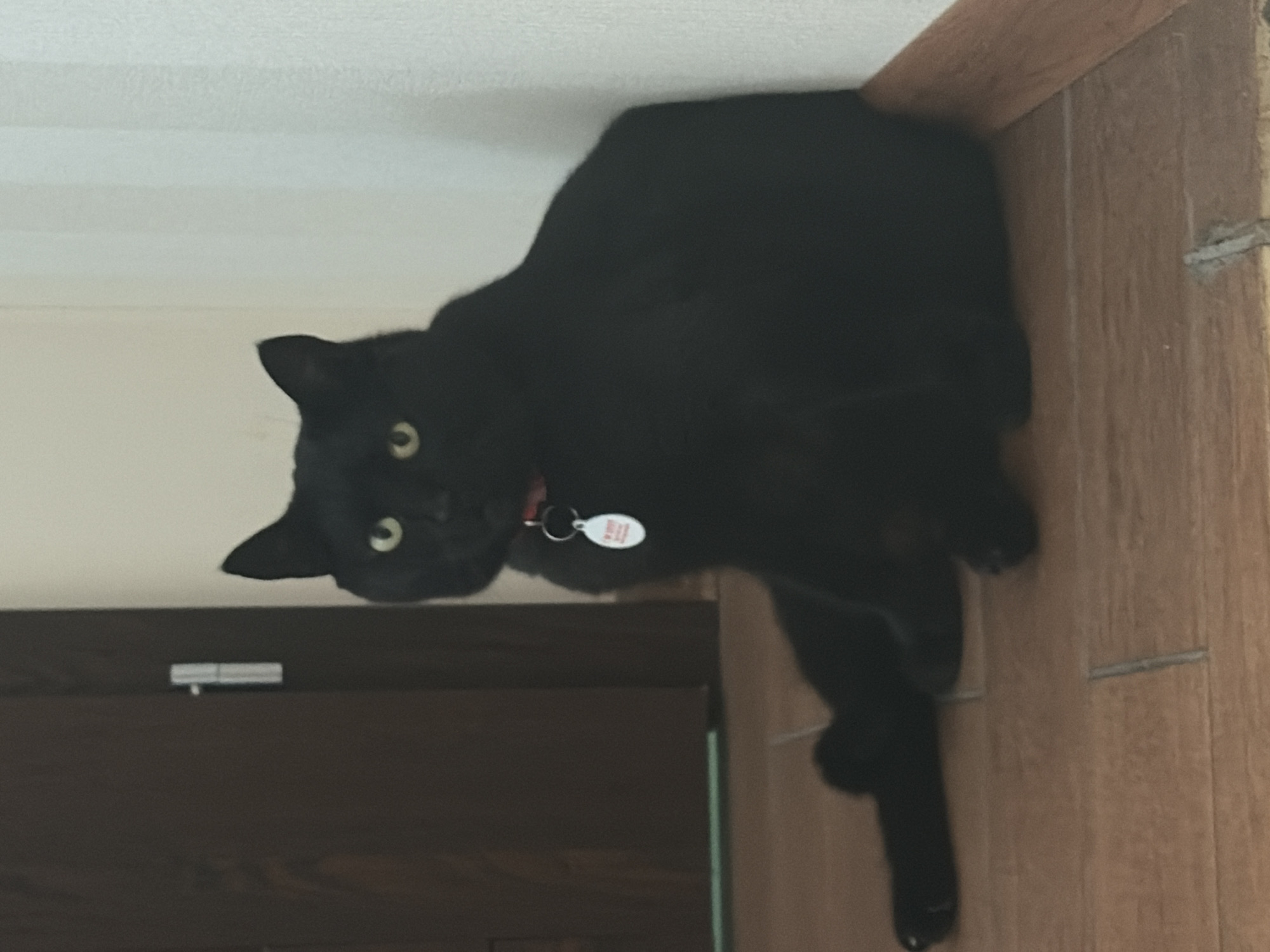 A black cat with yellow eyes sits on a wooden floor next to a white wall and a dark brown door. The cat is wearing a red collar with a white tag attached. The tag is oval-shaped and has some writing on it. The cat is looking directly at the camera. The lighting in the image is dim.