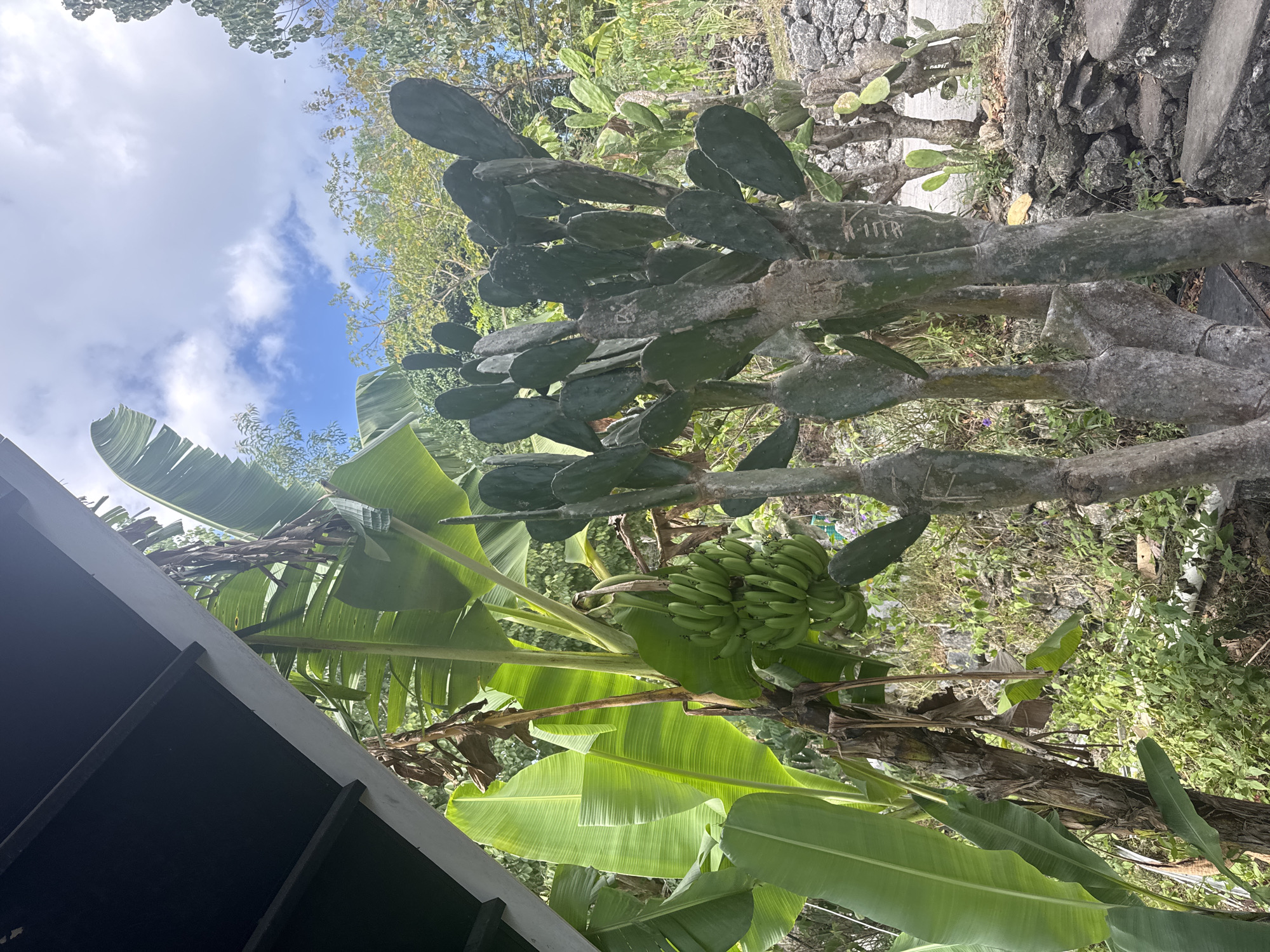 An outdoor scene in Nusa Penida, Indonesia, features a cluster of prickly pear cactus plants in the foreground, with thick, greyish-green pads and segmented stems. To the left, a banana tree displays large, vibrant green leaves and a bunch of unripe green bananas hanging from its stalk. Beyond the cactus and banana tree, the background reveals a lush, overgrown hillside with various trees and vegetation, leading up to a stone wall and a pathway. The sky above is partially cloudy, with patches of blue visible. The scene appears to be in a semi-rural or garden setting, possibly part of a residential area or a tourist attraction.