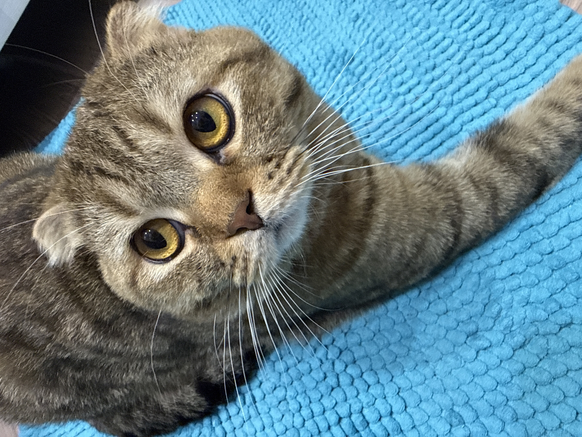 A close-up, high-angle shot captures a domestic cat, likely a Scottish Fold, lying on a textured bright blue surface. The cat has a brown and grey tabby coat with distinct stripe patterns visible across its fur. Its most striking features are its large, round, amber-yellow eyes, which are wide open and looking directly at the viewer, showing small, bright reflections of light in the pupils. Its ears are folded forward, characteristic of the breed. Long, prominent white whiskers extend from its muzzle.
The cat's body is partially visible, with one front paw extending towards the right side of the frame. The blue surface beneath the cat has a consistent, scaled or waffle-like texture, suggesting it could be a blanket, towel, or mat. In the upper left corner, a dark, blurry object is partially visible behind the cat's head, hinting at an indoor setting with other furniture or objects nearby. The cat appears alert and curious, with an engaged expression. The lighting is bright, possibly indicating a daytime setting indoors. No visible text is present in the image.