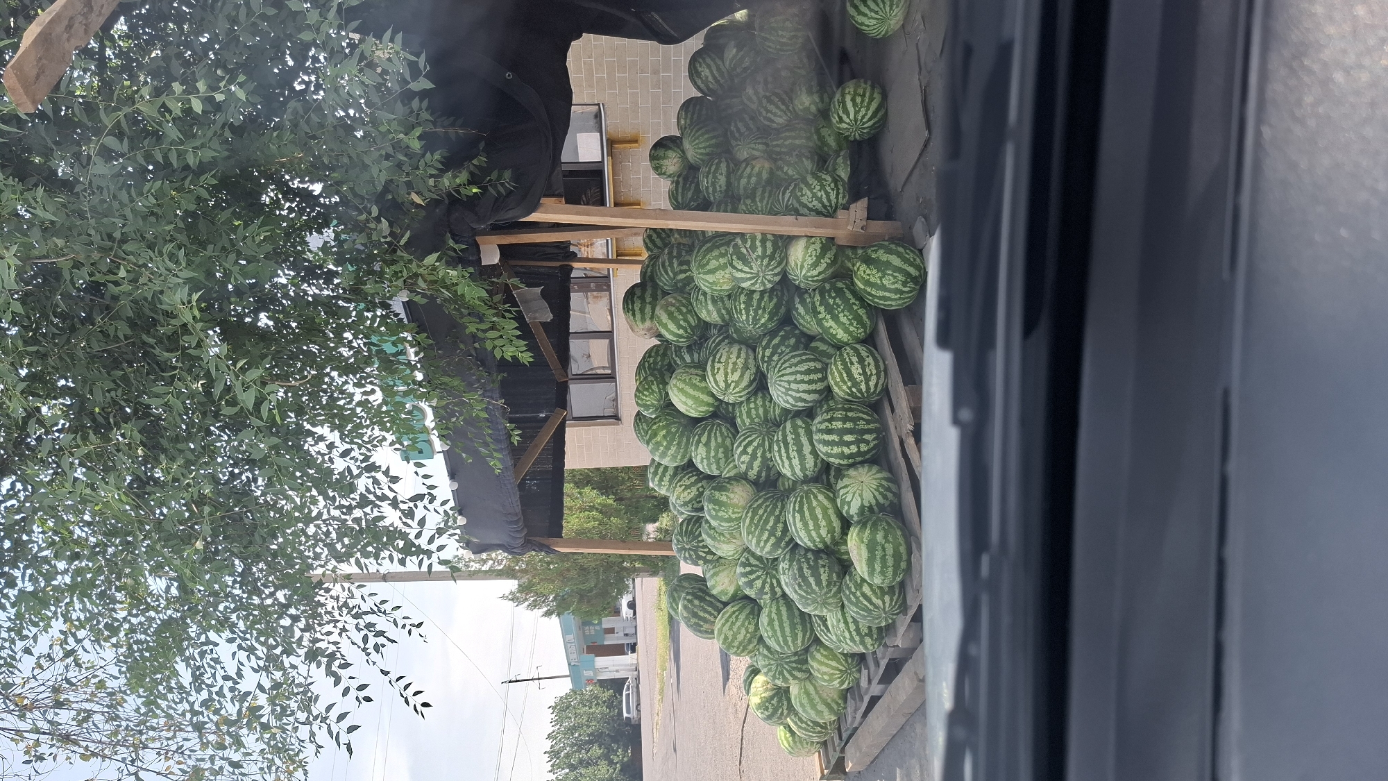 An outdoor market stall in Қасымбек датқа, Kazakhstan, displays a large pile of watermelons. The watermelons are stacked on wooden pallets and extend into the foreground, with some individual fruits also placed on the ground. A canopy, made of black fabric stretched over wooden beams, shades the stall. Green foliage from an overhanging tree drapes across the top of the scene. In the background, a brick building with windows is visible, and beyond that, trees and a power pole. Further in the distance, a gas station with the text "ENERGY OIL" can be seen. The image appears to be taken from inside a vehicle, as the lower portion of the frame shows a car's dashboard and windshield wipers. There are no people or animals visible in the image.