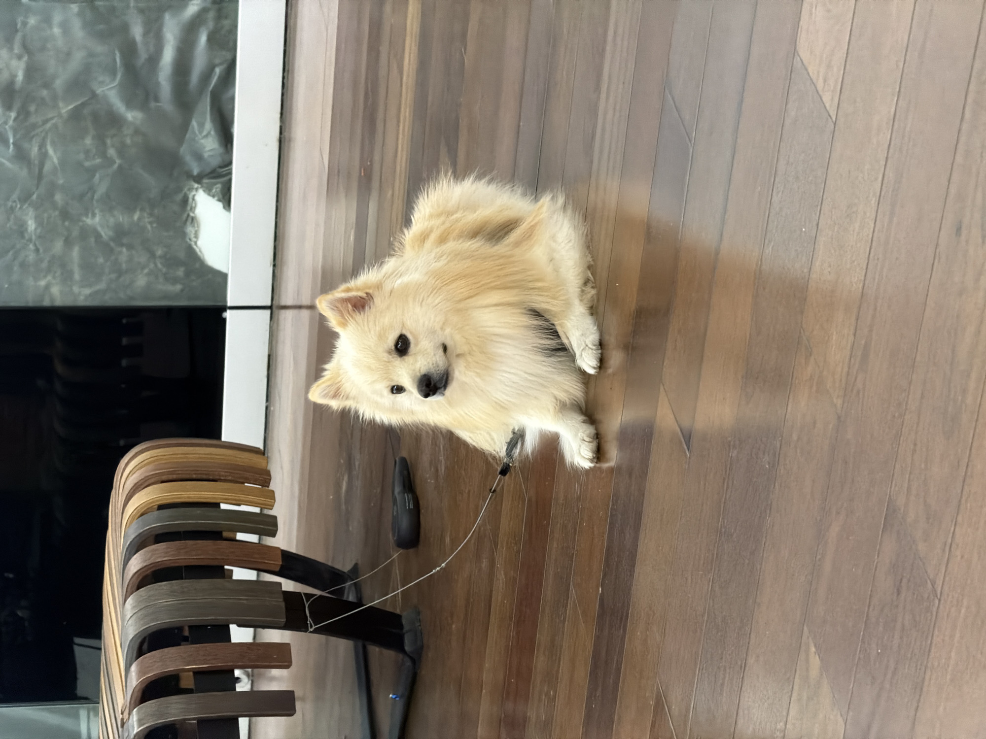 A tan Pomeranian dog lies on a wooden floor next to a curved, slatted chair. The dog is attached to a thin leash that extends to a black object near the chair's base. The background includes a dark, reflective surface, possibly a window or glass panel, situated near a wall. The location is Spreitenbach, Switzerland.