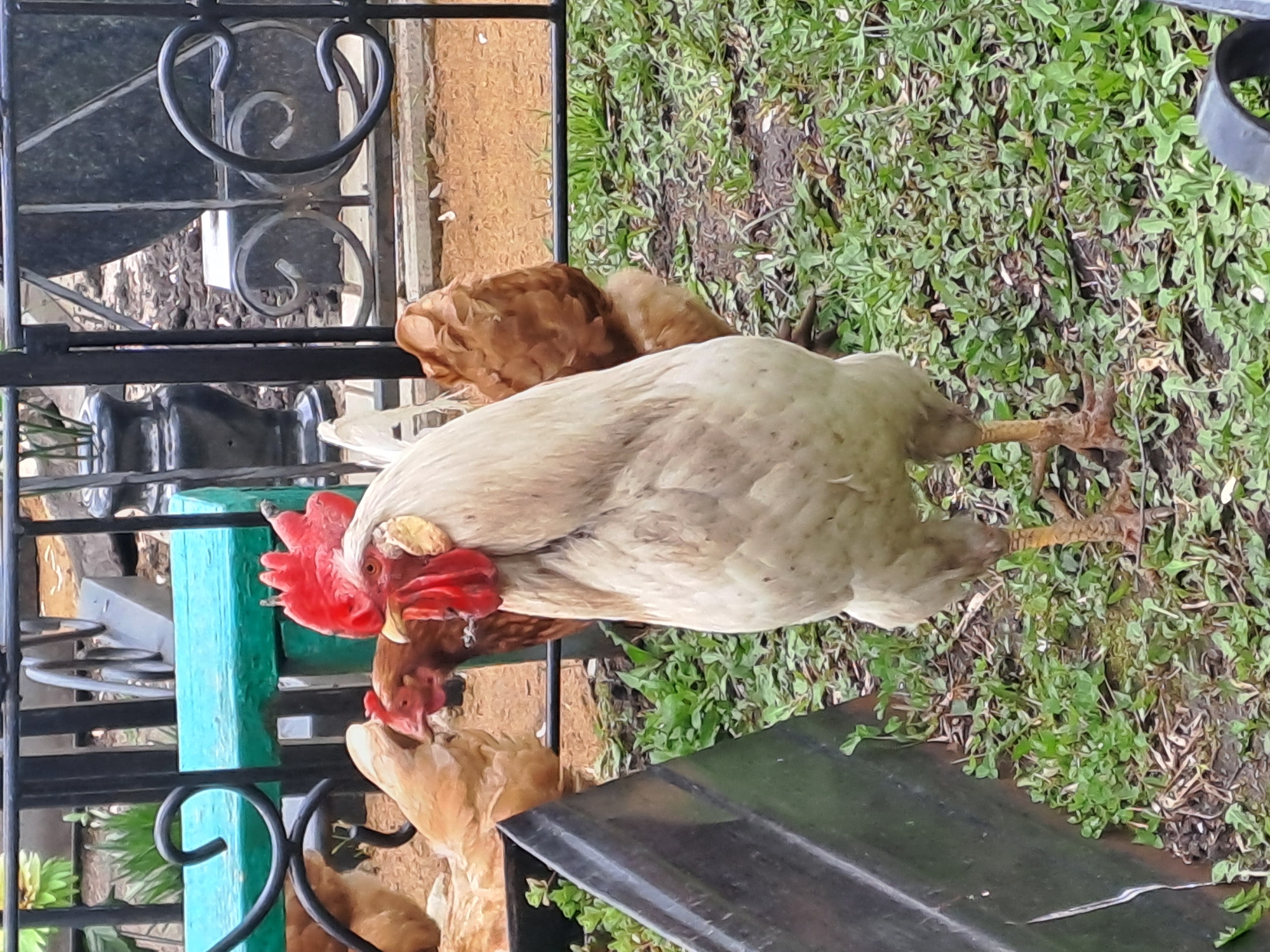 The image displays an outdoor scene featuring several chickens. A large, light-colored rooster with a vibrant red comb and wattles is prominent in the mid-ground. Its plumage is mostly off-white or light grey, with subtle speckling. Directly beneath and around the rooster are several hens, primarily brown and reddish-brown in color, some partially obscured.
The chickens are situated on a patch of ground covered with green grass and some exposed soil. To the left, a black wrought-iron fence or gate, featuring decorative scrolls and vertical bars, separates the foreground from the background. Behind the fence, a bright turquoise or light blue wooden post or beam is visible. The background also includes patches of green foliage and a brown, textured surface, possibly a wall or another fence. In the lower right portion of the frame, a dark, possibly black, flat surface is partially visible.
The chickens appear calm, standing or possibly foraging. The scene suggests a daytime setting, likely under natural, diffused lighting conditions, possibly in a rural or backyard environment. There is no visible text in the image.