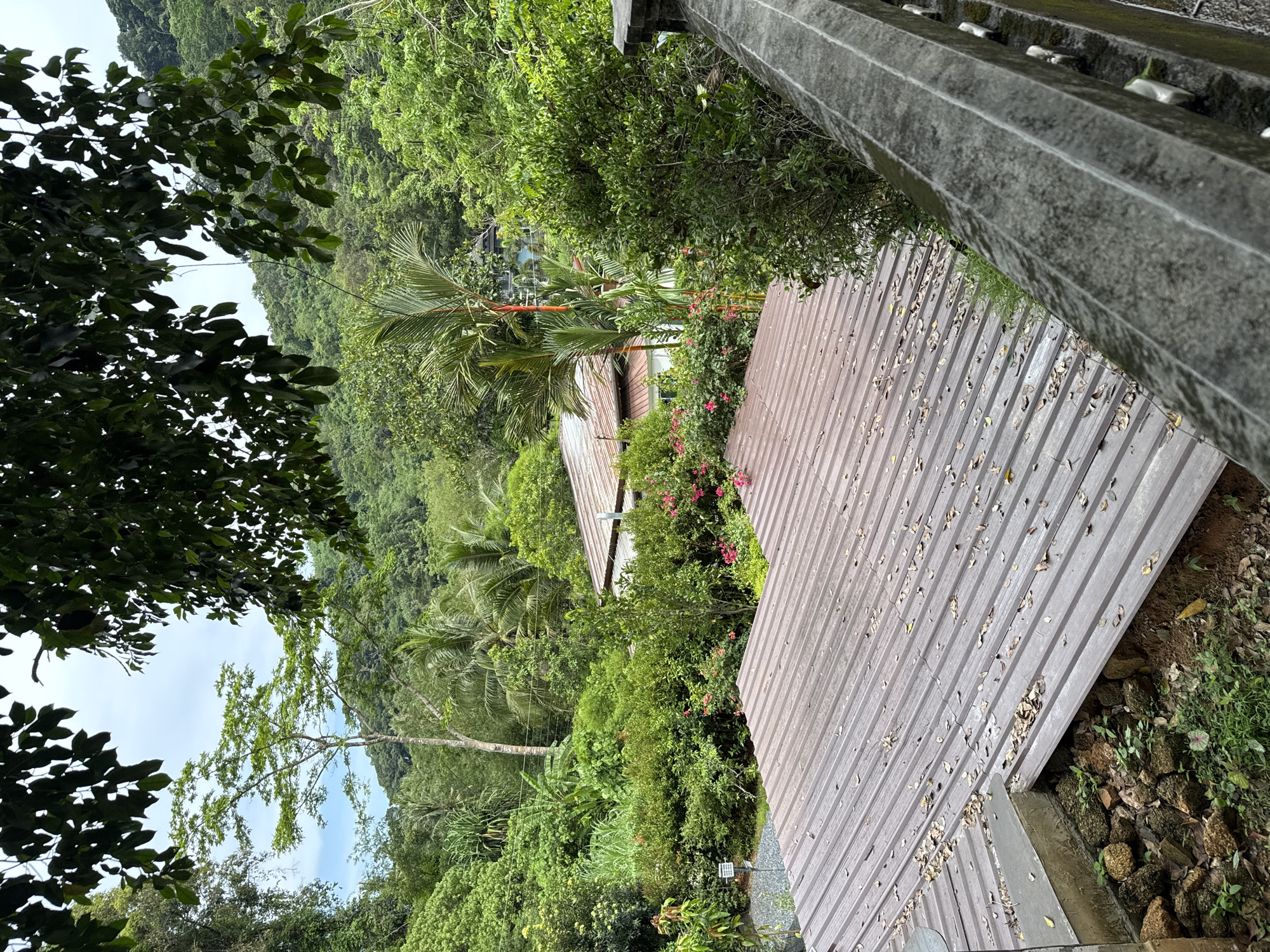 The scene shows a partial view of a building's corrugated roof surrounded by lush greenery, taken at an angle from an elevated position. The location is Kathu, Thailand, indicated by the tropical vegetation. The roof is gray and covered with scattered leaves. The foreground also includes part of a weathered concrete structure. The surrounding environment is heavily forested, with a variety of trees and plants. The sky is partially visible through the foliage, suggesting a daytime scene.