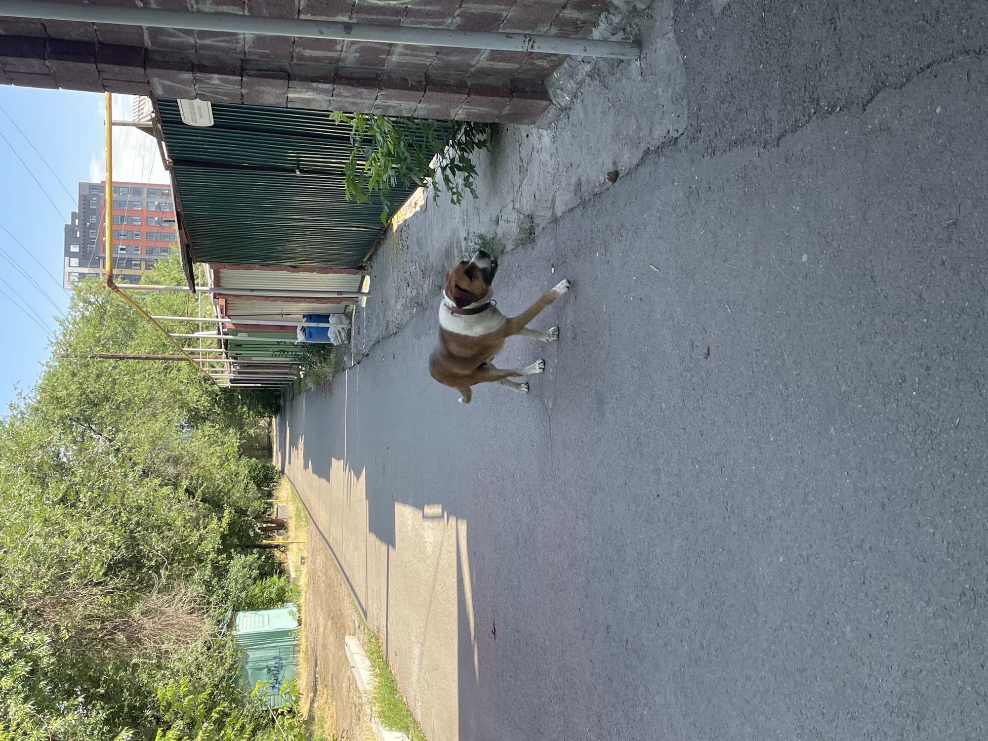 The image depicts a street scene in Almaty, Kazakhstan, likely in a residential or industrial area. A medium-sized dog, predominantly brown with white markings on its chest and face, is walking on an asphalt path. The dog appears alert and is looking to its right. The path is bordered by a concrete sidewalk on the right and a grassy area with trees and a green metal shed on the left. In the background, a tall, modern building with colorful facades stands against a clear blue sky, suggesting urban development. A corrugated metal fence separates the path from more industrial-looking structures on the right. The overall lighting suggests it is daytime with sunlight casting shadows on the ground.