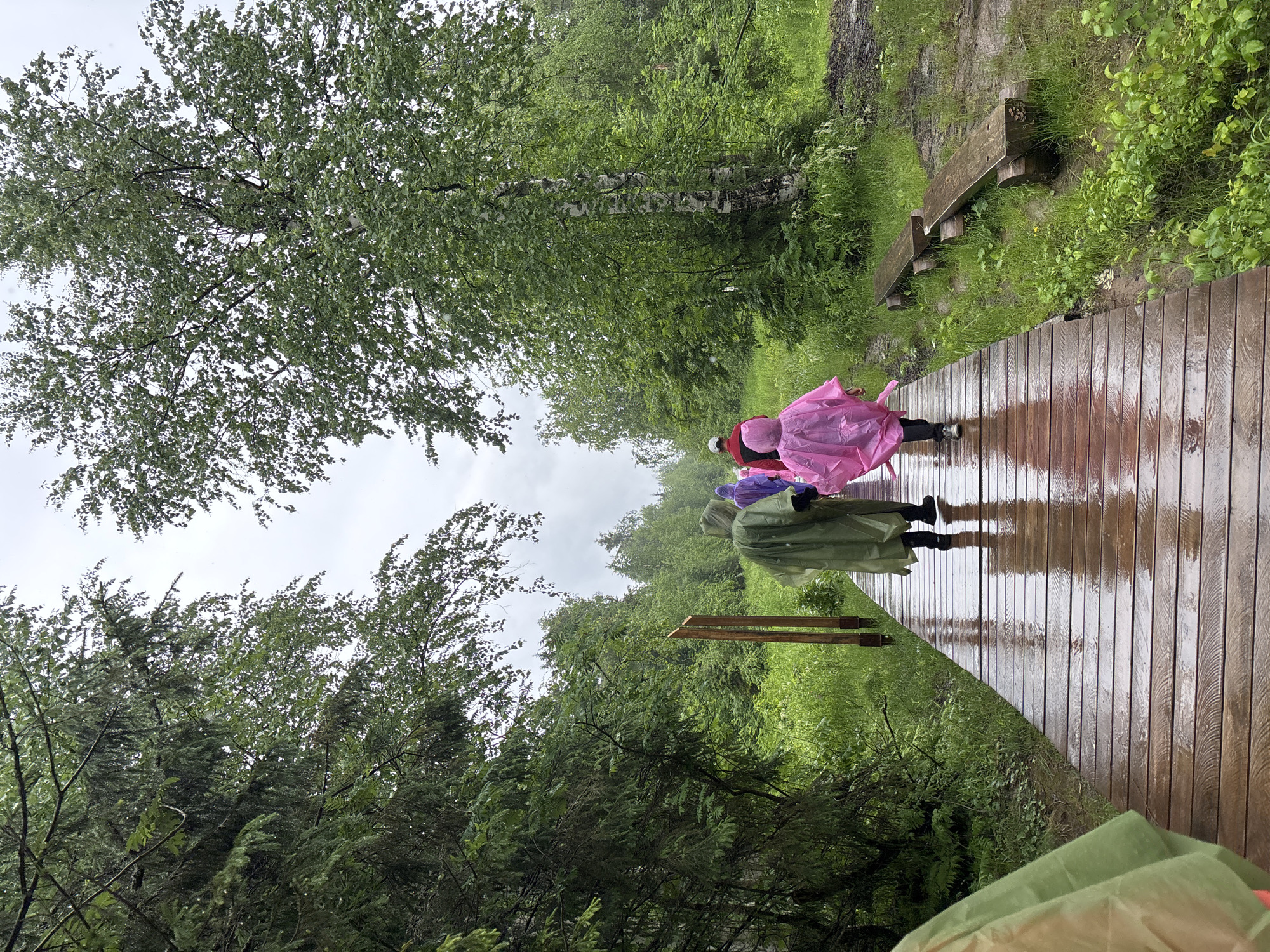 The image depicts a group of people walking on a wet wooden boardwalk through a forest on a cloudy day. The people are wearing ponchos in various colors, including green, purple, and pink, suggesting it is raining or has recently rained. The boardwalk is made of wooden planks and reflects the overcast sky and surrounding greenery. To the right of the boardwalk, there are two wooden benches and lush green vegetation, with some areas appearing muddy. Tall trees, predominantly deciduous with some coniferous trees visible on the left, form a dense canopy overhead, creating a natural, wilderness environment. The overall scene suggests an outdoor recreational activity or a nature walk in a damp, forested area. The location is identified as Usva, Russia.
