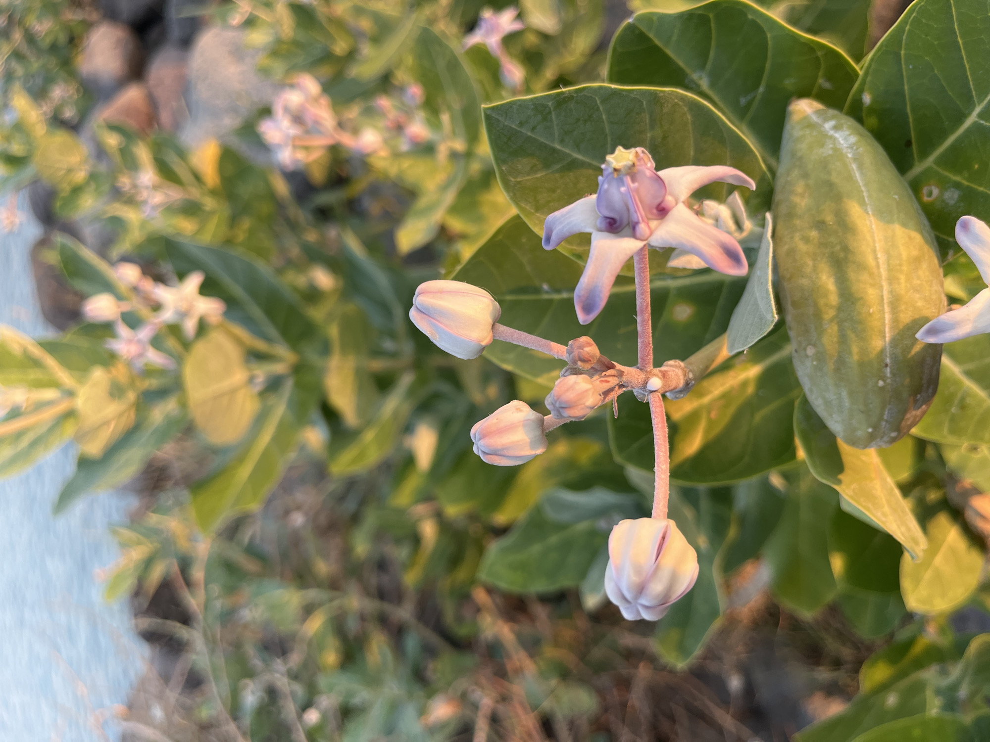 In the city of Meunasah Jurong, Indonesia, a close-up, shallow depth of field photograph captures a plant with large, ovate green leaves and a seed pod. Several flower buds, elongated and pointed, are visible, tinged with a pale lavender hue, and one fully bloomed flower with star-shaped, pale lavender petals is present. The flower has a complex central structure with yellow accents. The background is softly blurred, showing more foliage and hints of a body of water in the upper left corner, likely the sea or a large lake, with a rocky shoreline. The lighting suggests it is either early morning or late afternoon, with warm sunlight illuminating the scene. No people or animals are present.