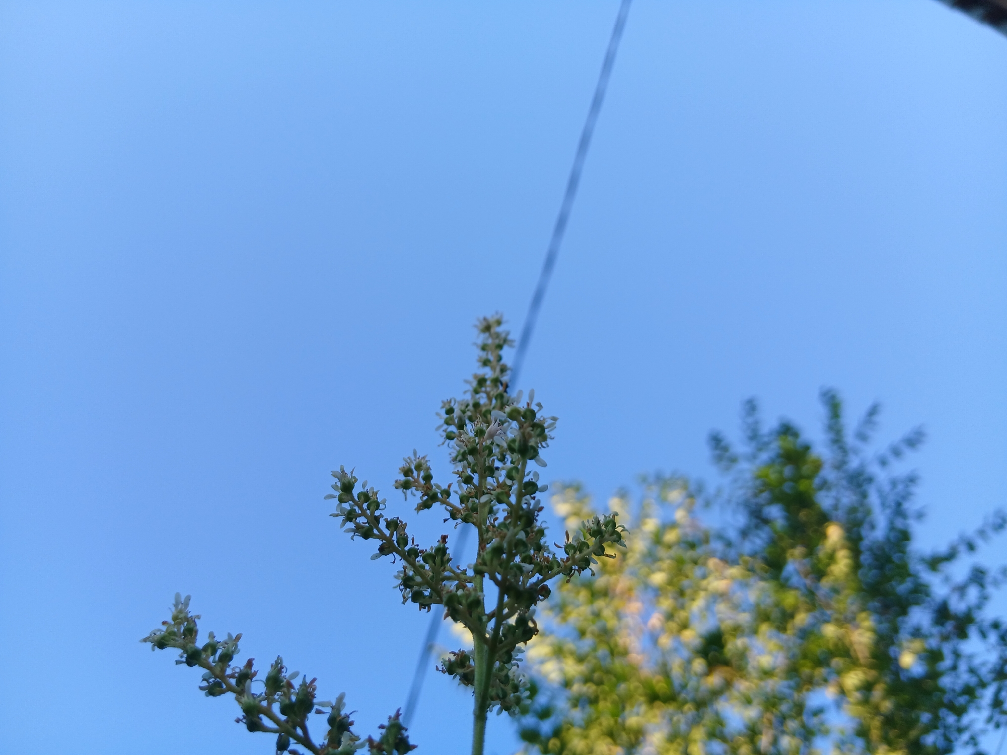 An upward-angle medium shot captures a cluster of small, light-colored flowers and green buds on a branch, silhouetted against a clear blue sky. A thin, dark horizontal line, likely a wire, cuts across the lower right portion of the image. In the bottom left, out-of-focus green foliage is visible. The scene appears to be outdoors, possibly in a park or garden.