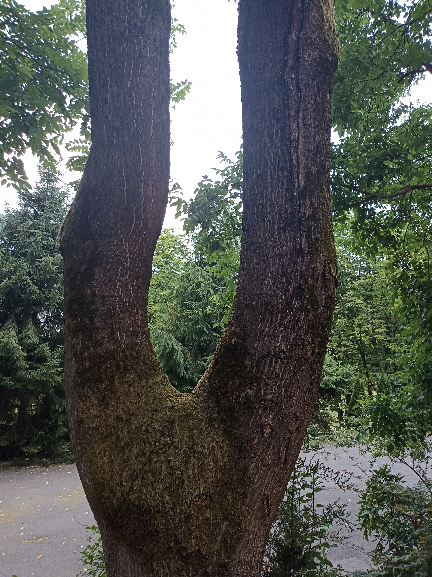 A close-up, vertical, eye-level shot focuses on the trunk of a large, mature tree that has forked into two distinct branches. The bark is dark brown with deep vertical fissures, and patches of green moss cling to its rough surface, particularly in the V-shaped crevice where the trunk splits. The tree is set within a lush, green outdoor environment. In the background, dense foliage from other trees forms a textured backdrop. Some of the leaves are light green, while others are a darker shade, suggesting a variety of tree species and varying degrees of sunlight exposure. Behind the foliage, the sky is visible and appears bright, indicating it is daytime, possibly overcast or with a bright but diffused light source.
To the left of the tree trunk, a gray asphalt path is visible, scattered with a few fallen leaves. This suggests the tree is located in a park, garden, or possibly a wooded area with established walking paths. The overall atmosphere is tranquil and natural. The image does not contain any people, objects, or visible text. The presence of moss and the dense greenery suggest a humid or temperate climate.