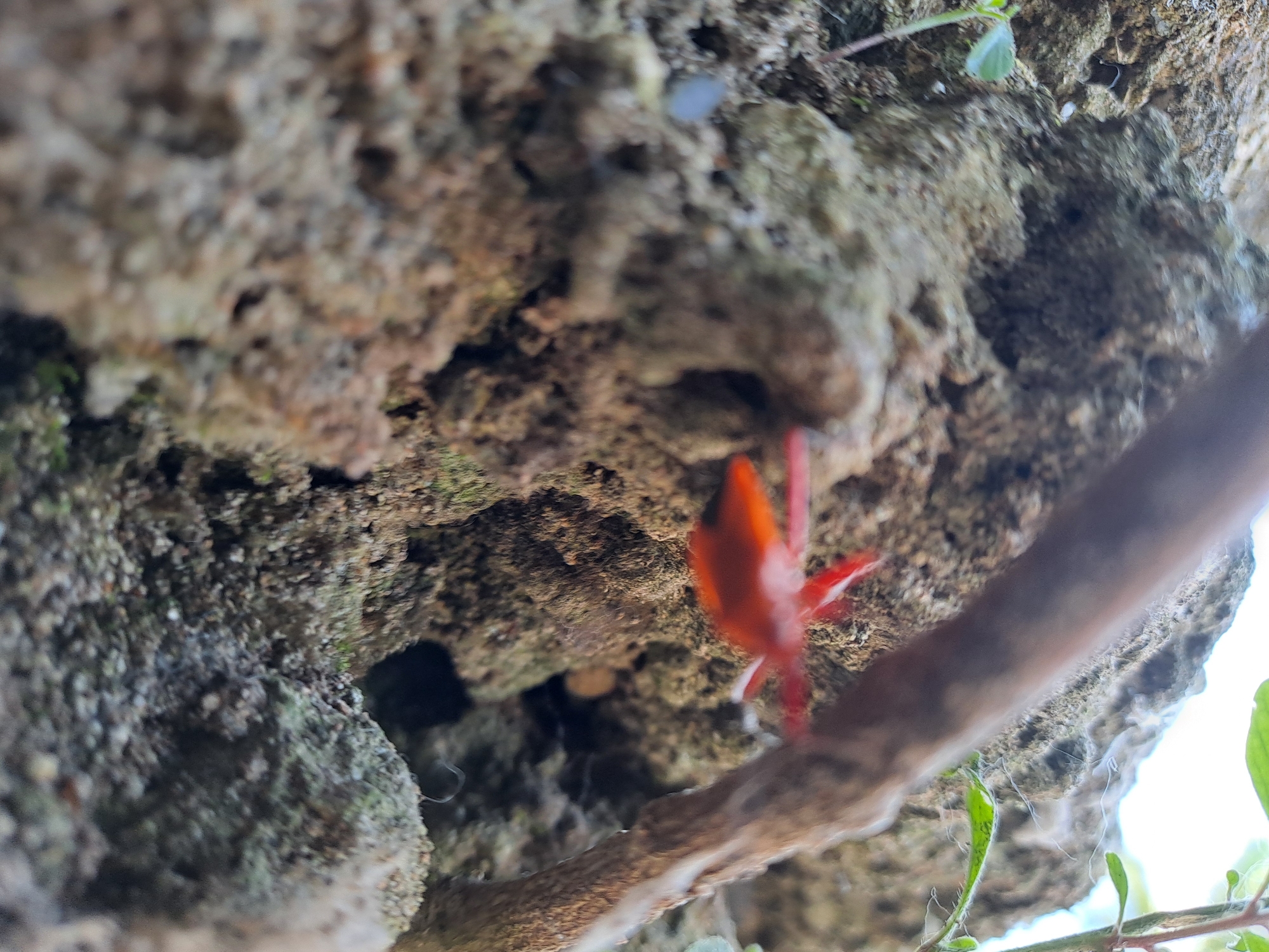 A close-up, low-angle, shallow-depth-of-field shot captures a small, bright orange creature, possibly an insect or a spider, on a rough, textured, greenish-gray rock surface. The creature has multiple legs and is positioned towards the left side of the frame, with its body blurred due to motion. A thin, brown, twig-like object runs diagonally across the upper right portion of the image, obscuring part of the background. In the upper right corner, a hint of bright light suggests an outdoor environment, with a sliver of green foliage visible. The foreground is dominated by the detailed texture of the rock, which appears damp or mossy in places, with small pebbles and debris scattered across its surface. The overall impression is of a natural, slightly overgrown environment, possibly within a garden or a less-manicured area of the city of Geulanggang Baro, Indonesia.