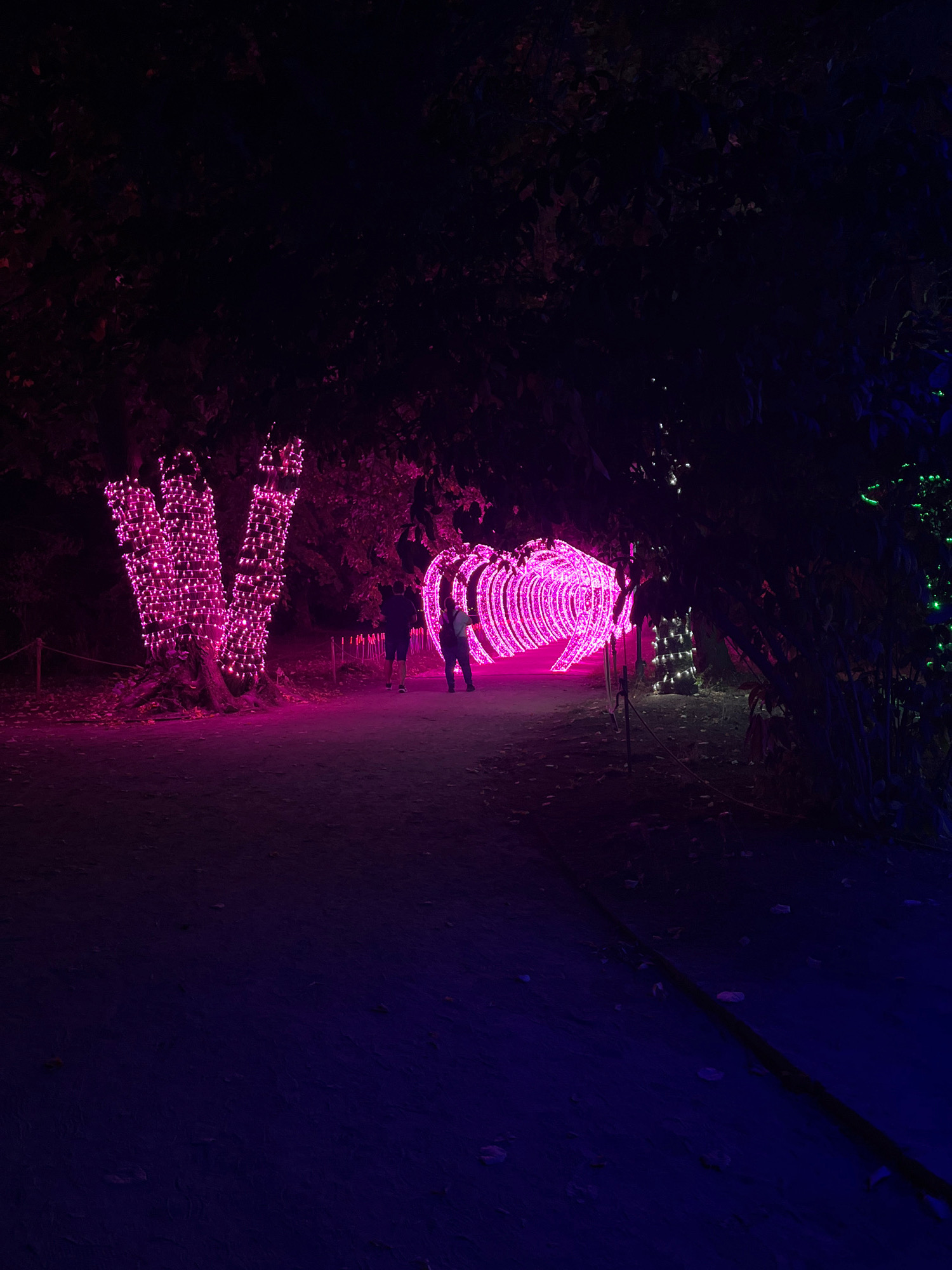 The image depicts an outdoor nighttime scene illuminated by vibrant pink and purple lights. In the foreground, a path is visible, leading towards a large, illuminated heart-shaped tunnel. The tunnel is constructed with countless small pink lights, creating a glowing, tunnel-like effect. Two individuals are walking away from the camera, towards the heart-shaped tunnel. To the left of the path, a tree is wrapped in pink lights, its branches splayed upwards. The surrounding environment is dark, with trees and foliage forming a backdrop. The ground is covered in fallen leaves, and a dark rope or cable runs diagonally across the lower right portion of the image. The scene appears to be part of an outdoor light display or festival. The location is identified as Kurtovo Konare, Bulgaria.