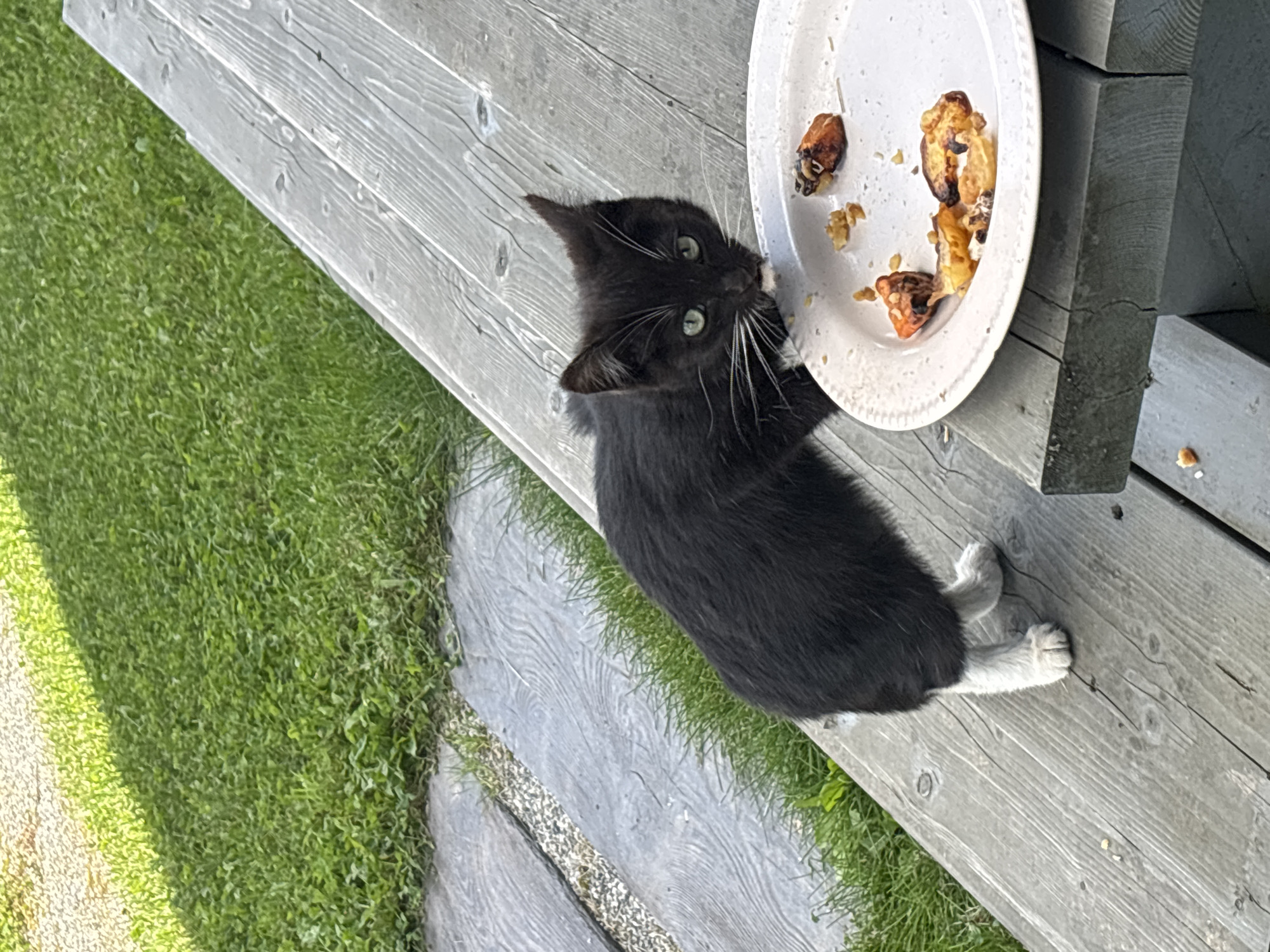A black and white kitten with green eyes stands on a wooden picnic table in front of a white plate with remnants of food, possibly chicken. The table is outdoors, with a grassy area and a paved pathway visible in the background. The scene appears to be in a yard or park setting. The kitten is looking towards the camera. There are no people or other animals visible in the image. The lighting suggests it is daytime. The provided location of Zvenigorod, Russia, is noted.