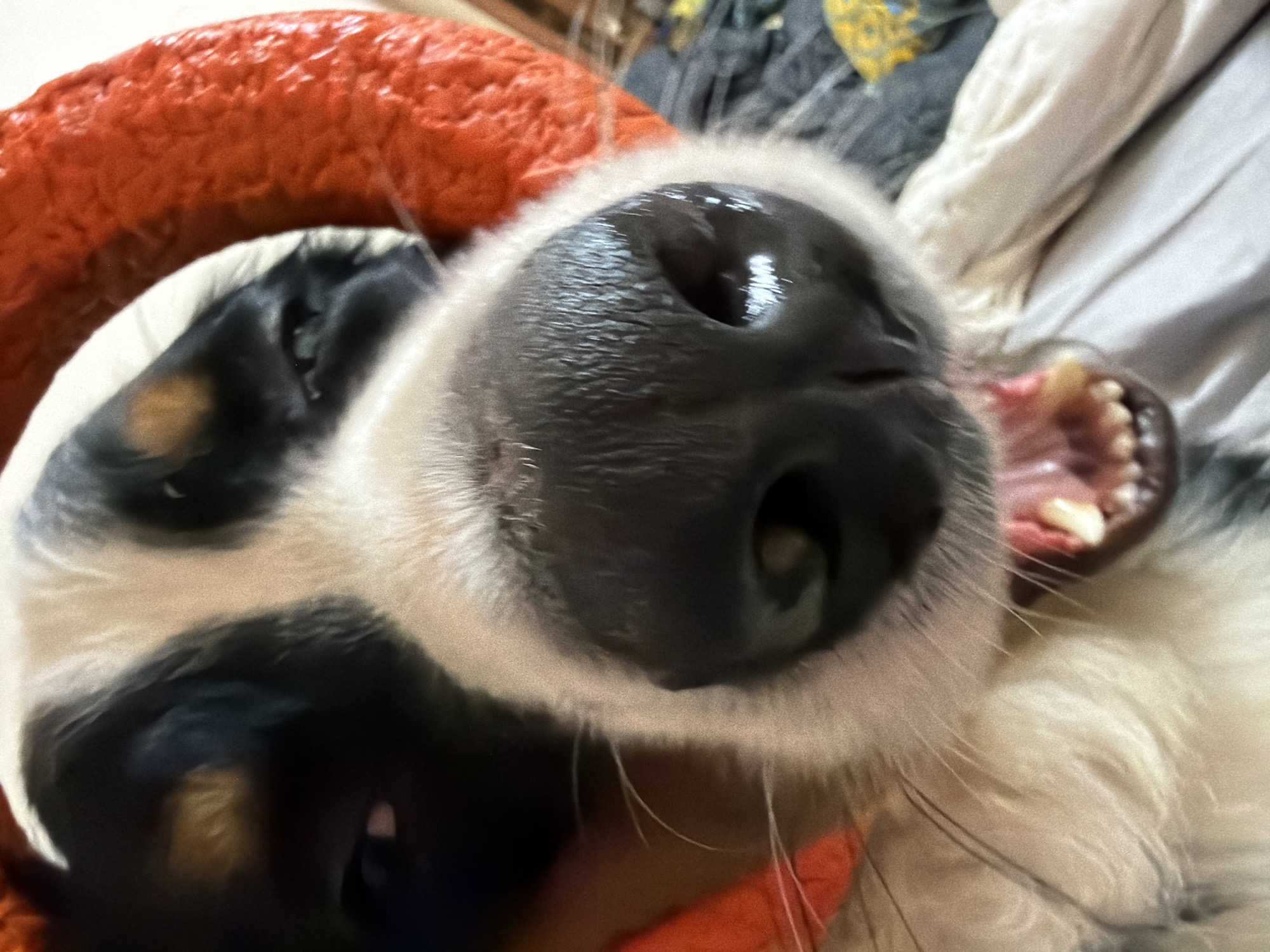 A close-up, low-angle shot captures the face of a dog, with its nose prominently featured in the foreground. The dog has black and white fur with some tan markings on its face. Its mouth is open, revealing teeth and a pink tongue. The dog appears to be wearing an orange, textured collar or toy around its head. The background is blurred, showing a textured surface and some hints of other objects, possibly bedding or clothing. The image quality is grainy, suggesting it was taken with a mobile phone camera or in low light conditions. The location within the city of Чёрная, Russia cannot be determined from the image.