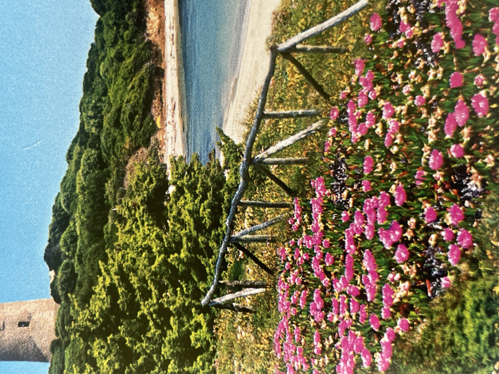 The image depicts a picturesque coastal landscape with a focus on a foreground of vibrant pink flowers. Behind the flowers, a rustic wooden fence made of rough-hewn logs runs diagonally across the frame. Beyond the fence, a serene body of blue water meets a sandy beach, backed by a lush, green, tree-covered hill. On the hilltop, a stone tower, possibly a lighthouse or watchtower, is visible against a clear blue sky. The overall scene evokes a sense of natural beauty and tranquility. This scene is not located in Sofia, Bulgaria, as Sofia is an inland city and does not have a coastline.