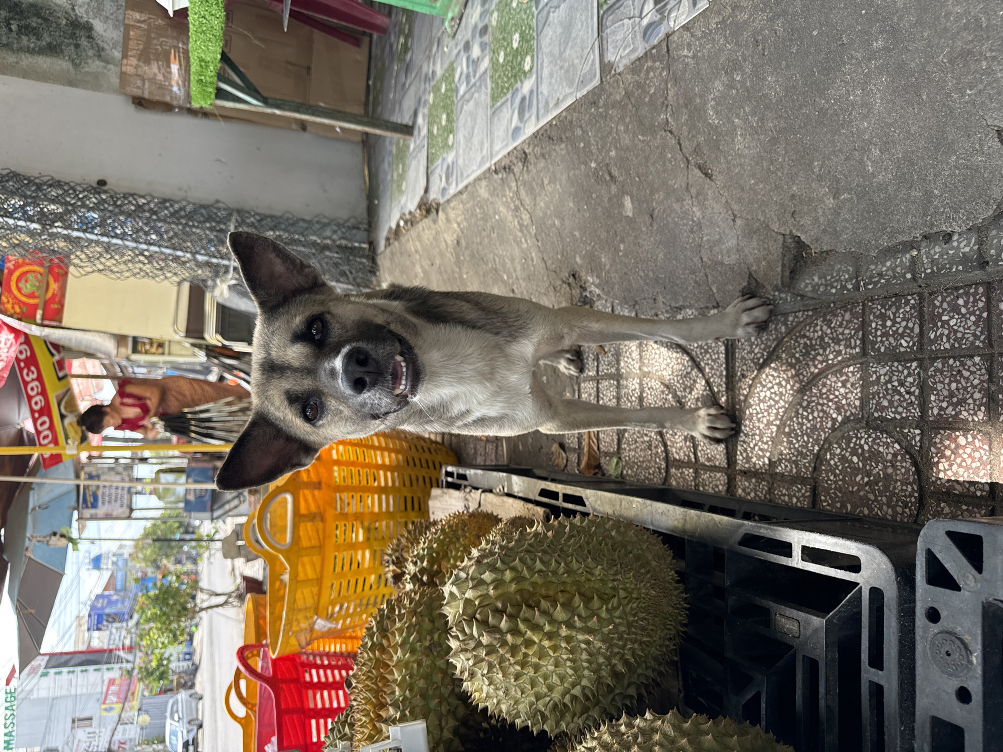 This image captures a street scene in Phu Thuy Ward, Vietnam, featuring a dog in the foreground of a market or vendor stall. A medium-sized, tan and grey patterned dog with erect ears and an open-mouthed expression stands centrally, facing the viewer. To its left, a pile of large, spiky green durians is displayed on black plastic crates or pallets. Behind the durians, a red and a yellow plastic market basket are visible. The ground immediately beneath the dog and to the right consists of patterned grey and green square tiles, while the area to the dog's left and center foreground is rough, cracked concrete and an older, mosaic-like tiled surface.
In the mid-ground, behind the dog, a woman is seen under a market awning or umbrella. She wears a reddish-brown top and a lighter skirt, and appears to be arranging or holding several slender, dark objects. Above her, a red sign with partial white and yellow text is displayed, including what appears to be a price or number sequence. Further in the background, a blurred street with buildings, parked vehicles, and various commercial signs is visible; one sign in the upper left clearly displays "MASSAGE" in English. Bright sunlight illuminates the scene, casting distinct shadows. On the far right, a green, turf-covered object rests on a table, partially visible behind the dog's right side. A wire mesh fence is also visible behind the woman.