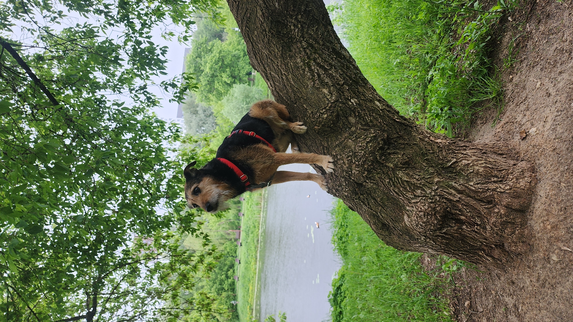 A medium shot captures a dog on a tree in a park setting. The dog, primarily brown and black with a red harness, is positioned on the left side of the tree trunk. The tree is textured with deep furrows, and green grass is visible at its base. In the background, a body of water extends horizontally, bordered by greenery. Above and to the left of the dog, tree branches covered with green leaves fill the frame, obscuring parts of the sky. The scene is likely set in a park in Moscow, Russia, given the location tags and general characteristics of the landscape.