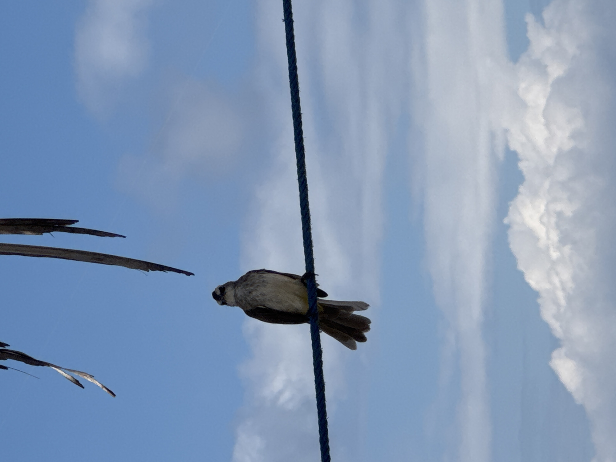A single bird is perched on a blue rope in front of a sky with scattered white clouds. The bird is facing to the left and is mostly grey and white with some darker markings on its wings. The rope stretches horizontally across the frame. In the upper left corner, there are some dried palm fronds hanging down. The overall environment is outdoors with a clear blue sky and clouds. The location is identified as Kuta Selatan, Indonesia.