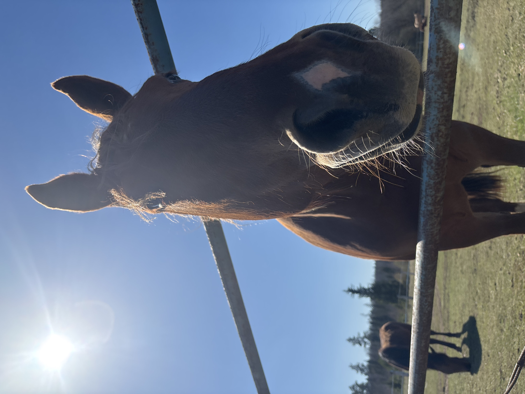 A brown horse extends its head over a metal fence. The horse has a white marking on its nose. The background includes a blue sky with the sun shining, a grassy field, and another horse standing in the distance. The location is not explicitly identifiable as Opary, Russia, from the given image.