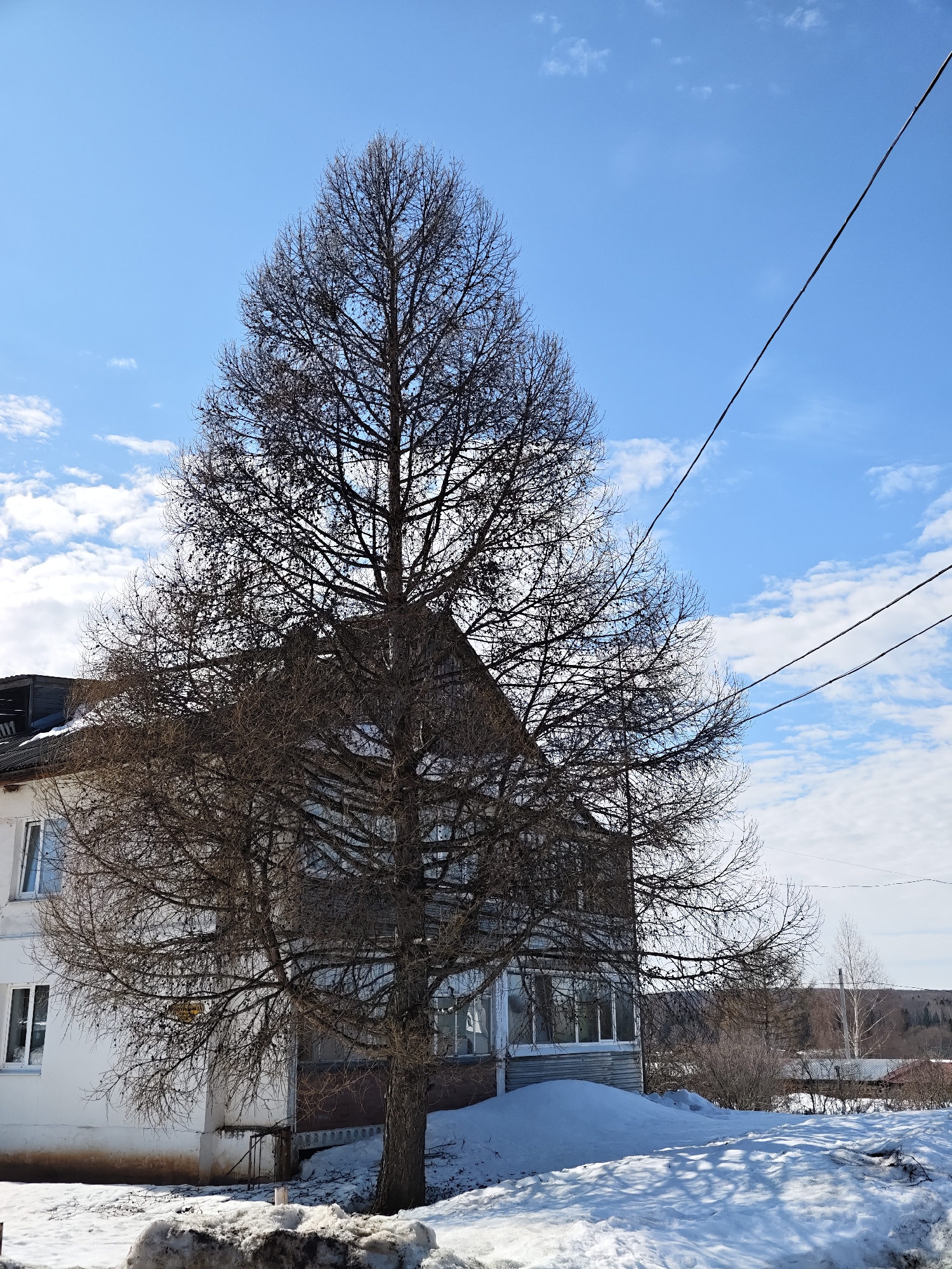 This image depicts an outdoor scene in Уральское, Russia, under a clear blue sky with scattered white cumulus clouds, indicative of winter or early spring conditions. A large, prominent deciduous tree, bare of leaves and displaying numerous small cones on its dark branches, dominates the central left portion of the frame, its canopy extending towards the top and right. Behind and partially obscured by this tree stands a multi-story building. The visible left section of the building is painted white, featuring two rectangular windows with white frames. A darker section of the building with a dark roof is visible behind the tree's upper canopy, and to the tree's right, a lower section appears to be an enclosed balcony or sunroom with multiple windows. The ground is extensively covered in snow, with a dirty, mounded snowdrift visible in the immediate foreground. Evidence of melting is present, with some areas of bare earth or stained snow near the building's base. Two dark utility wires diagonally traverse the upper right quadrant of the sky. In the distant background, beyond the immediate structures and snow, a treeline and forested hills are faintly visible. No individuals, animals, or explicit actions are depicted within the scene.