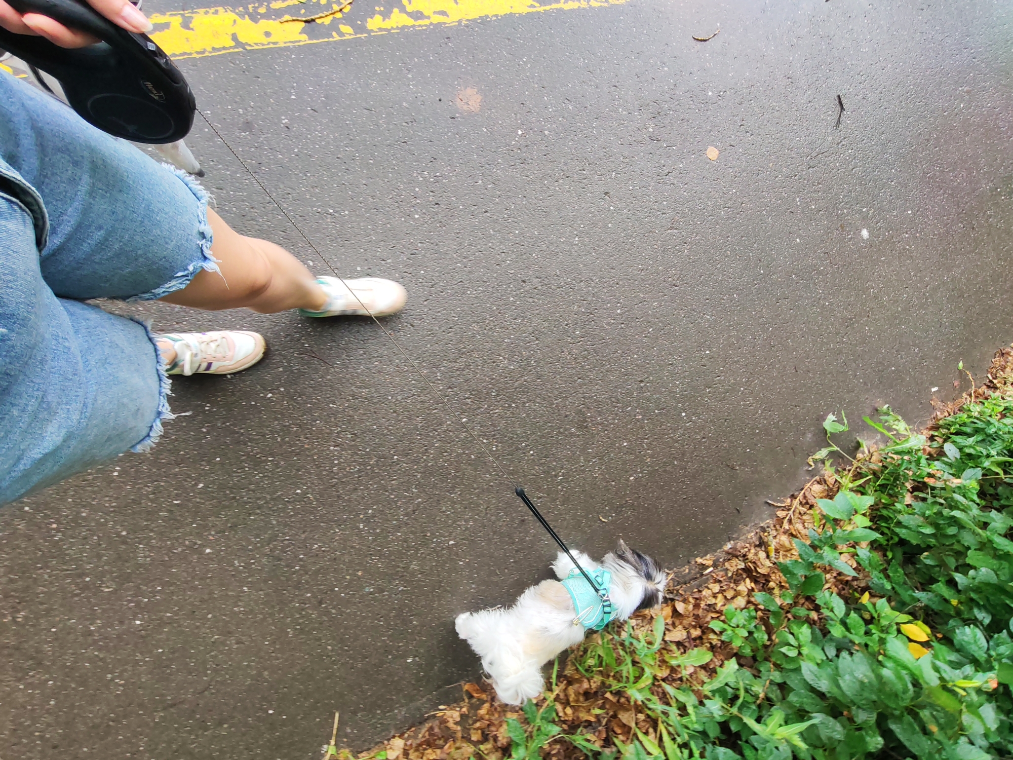 The image depicts a person's legs and a small dog on a wet asphalt surface. The person is wearing blue denim shorts with frayed edges and white sneakers. The dog, a fluffy white and brown breed, is wearing a light blue harness and is connected to a retractable leash held by the person. The leash is thin and black. The ground is dark and appears damp, with some scattered leaves and debris along the edge of a grassy embankment. A yellow painted line is visible on the asphalt in the upper left portion of the image. The scene suggests a casual walk in an outdoor urban environment.