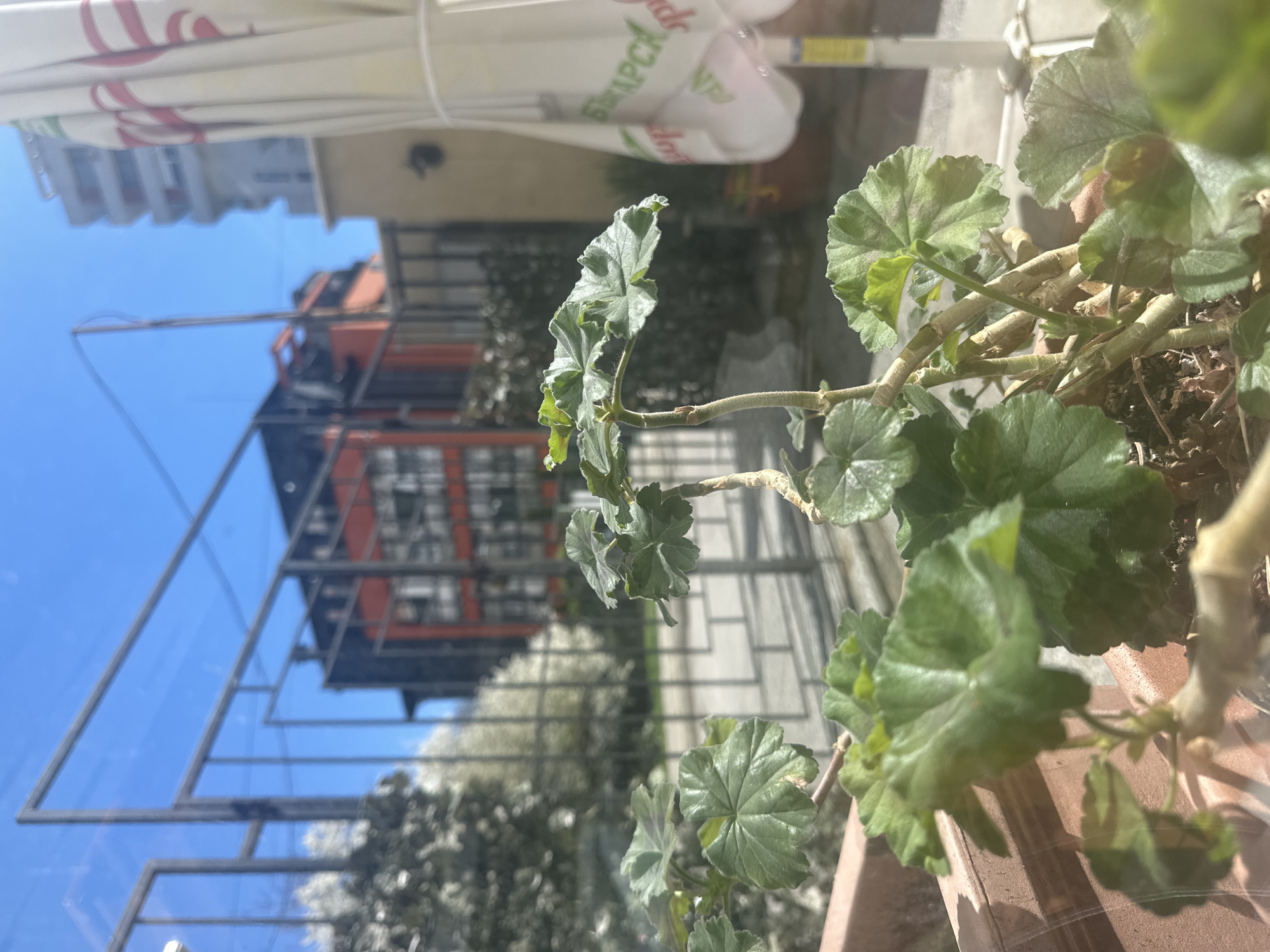 A photograph taken indoors through a window shows a potted plant with green, rounded leaves. Outside the window, an urban scene is visible. The reflection in the glass suggests buildings, a patio umbrella, and possibly scaffolding or structural elements of a building. Based on the lettering visible on the umbrella ("БЪРСКА") and the architectural style of the buildings visible through the window, the location is likely Sofia, Bulgaria. The photograph has a slightly blurred quality and is angled, with the plant being closer to the foreground.