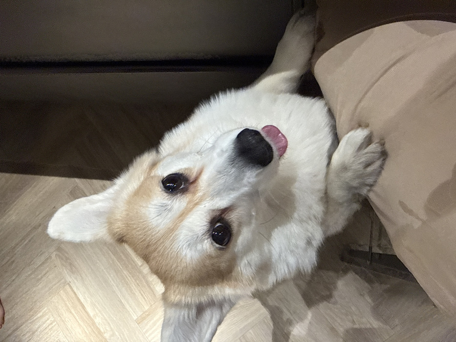 A corgi lies on its back, partially obscured by a tan cushion on its right. Its tongue sticks out slightly. The dog's fur is mostly white with tan patches on its head and ears. Its dark eyes look directly at the camera. The floor is a light brown wood pattern, and a dark object looms in the upper left corner of the image. The dog’s paws are tucked close to its body.