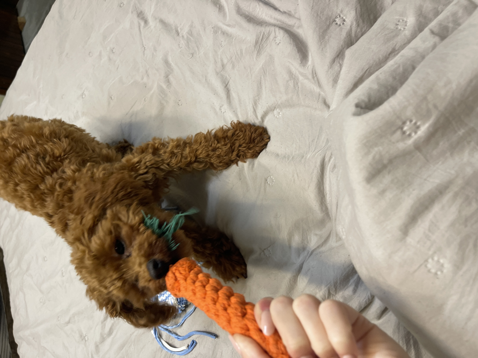 An overhead shot captures a playful interaction between a small, curly-haired brown dog and a human hand on a bed. The dog, likely a poodle or doodle breed, lies on its stomach on wrinkled white bed linen featuring subtle embroidered patterns. Its head is turned towards the camera, and it appears to be actively engaging with an orange, textured, possibly crocheted toy that resembles a carrot. The human hand, with neat, light-colored manicured nails, holds the end of this orange toy, extending it towards the dog's mouth.
Another blue and white toy, possibly a frayed rope or cloth, is visible near the dog's chest. The dog's eyes are focused on the orange toy, indicating an engaging play session, possibly tug-of-war. The setting appears to be indoors, likely a bedroom, with the white bedding suggesting a comfortable and casual environment. The lighting is soft and even, typical of an indoor scene during the day or with good artificial illumination. No specific weather conditions are discernible, nor are there any visible texts or specific location cues beyond the implied domestic setting in Sofia, Bulgaria. The overall mood is one of lighthearted playfulness and interaction.