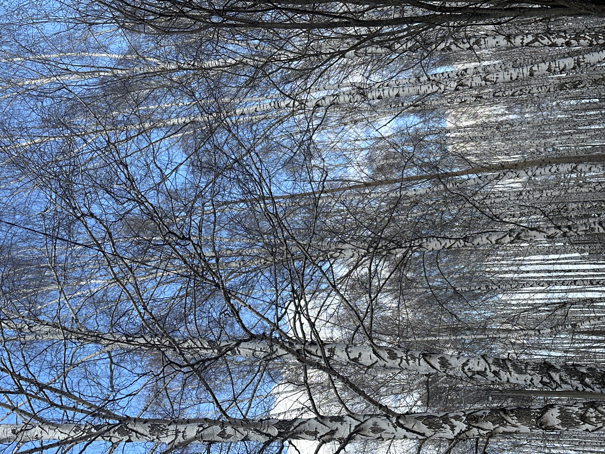 The image shows a view looking up through the bare branches of birch trees in what appears to be a forest or wooded area. The sky is visible through the branches, with patches of blue. The white bark of the birch trees is a prominent feature, with the characteristic black markings. The composition suggests the photo was taken in the city of Chaikovsky, Russia. There are no people visible in the image, and the focus is on the natural environment of birch trees and the sky.